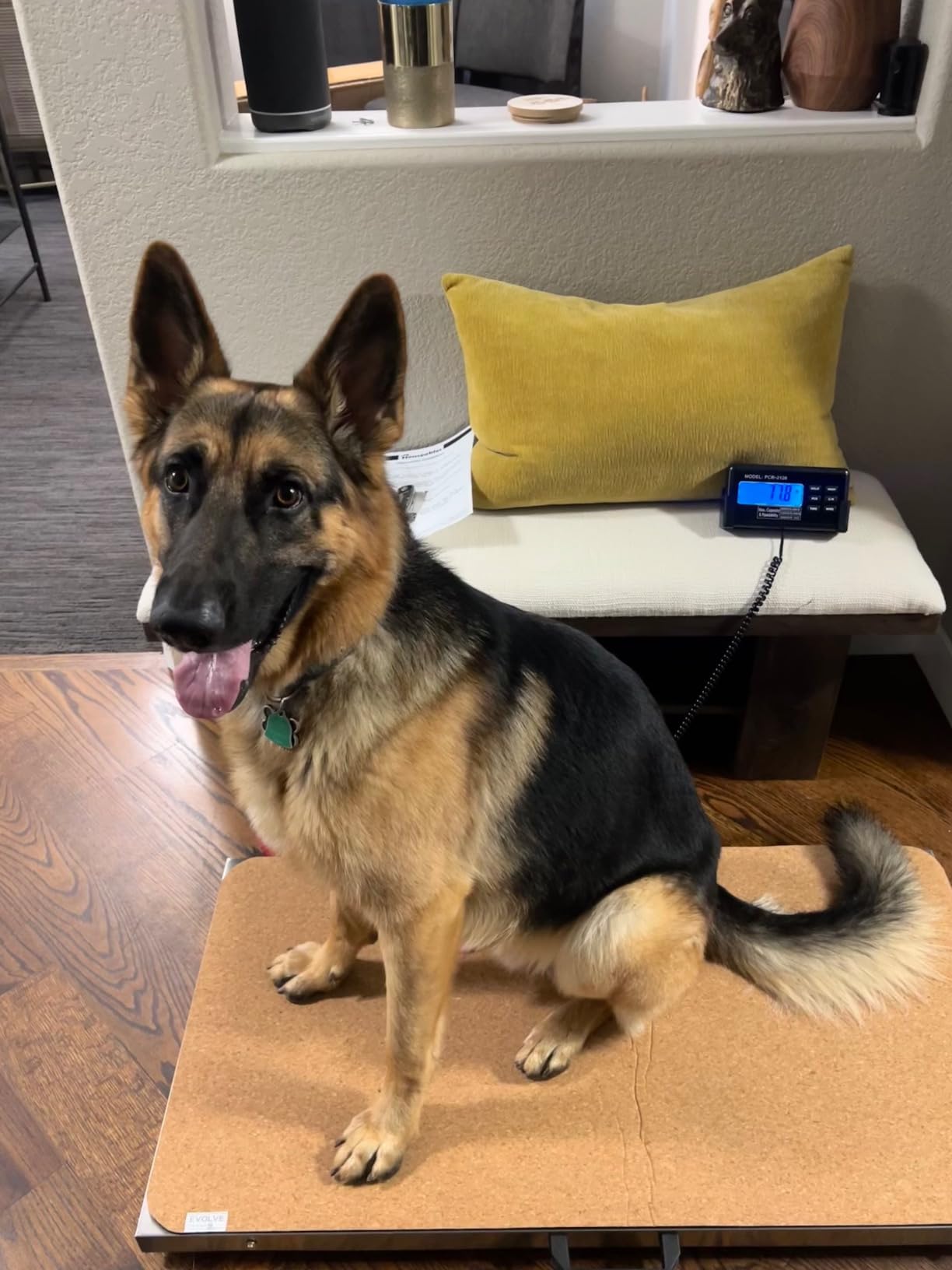 Houseables Dog Scale, Dog Scale for Large Breed, Pet, 440 LB, Livestock, Pet Weight, Animal, Veterinary, Sheep, Goat, Pig, Shipping, Packages, Weighing, Puppy, Vet, Heavy Duty, Digital, 41x21 Platform customer photo 1