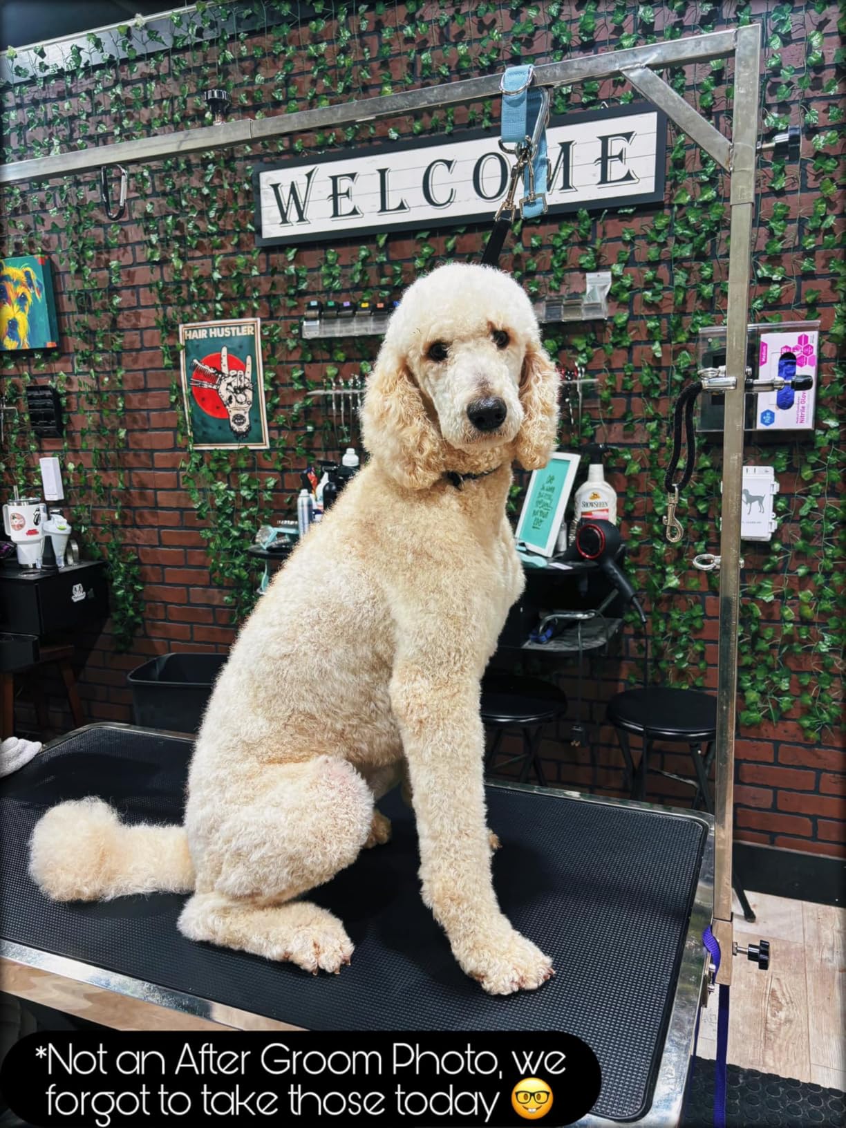 KANIS Professional Electric Dog Grooming Table - Heavy Duty, Height Adjustable Pet Grooming Table w/Leveling Wheels, Dog Grooming Arm, Anti Slip Tabletop & Tool Organizer (Grey, 49