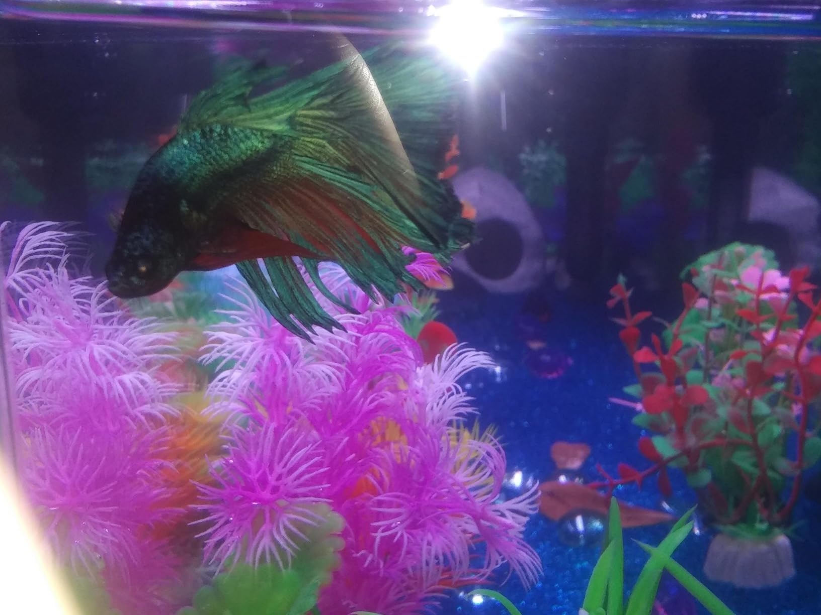 LANDEN 90L 10.8 Gal Rimless Low Iron Aquarium Long Fish Tank, Bookshelf Aquarium, W35.4×D7.87×H9.84 in(90x20x25cm) 6mm Thickness with Black Nano Foam Leveling mat Included customer photo 1