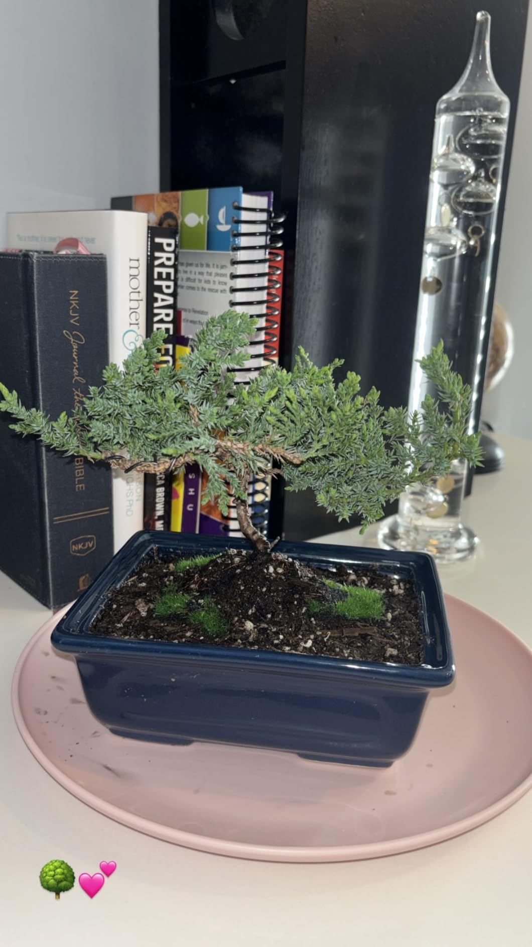 Live Dwarf Juniper Bonsai Tree About 6 Years Old with Cute Ceramic Fisherman | Juniper Bonsai Tree | Indoor/Outdoor | 100% Handcrafted| Home and Office Décor | Best Gift for Holiday customer photo 2