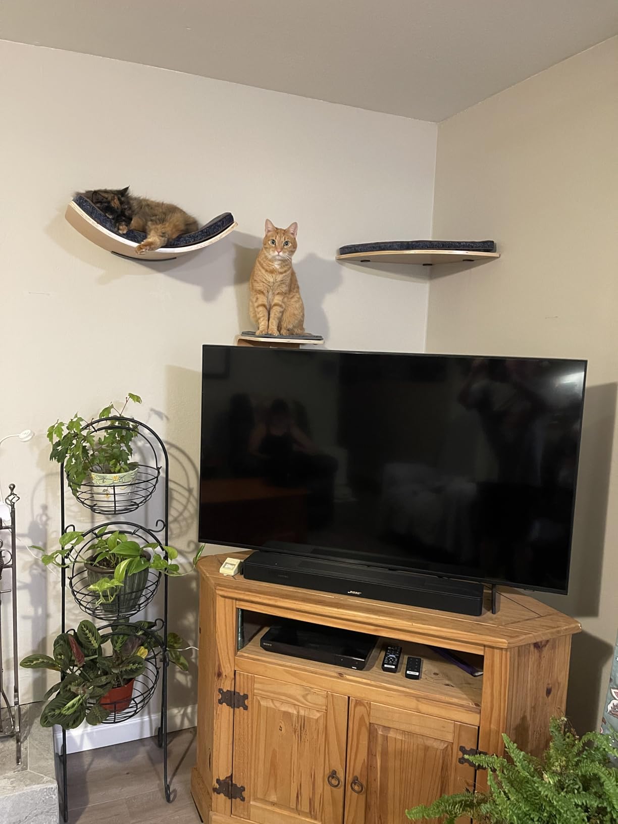 Cat Wall Shelf with Two Steps - Wave Cat Shelves and Perches for Wall - Wall Mounted Cats Furniture for Sleeping, Playing, Climbing, and Lounging customer photo 2