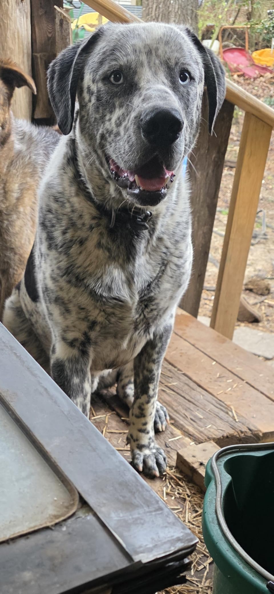 TUFFIOM 1100Lbs x 0.2Lbs Postal Digital Livestock Scale, Electronic Stainless Steel Platform Heavy Duty Vet Animal Scale,Dog Pig Goat Sheep Scale, Silvery customer photo 1