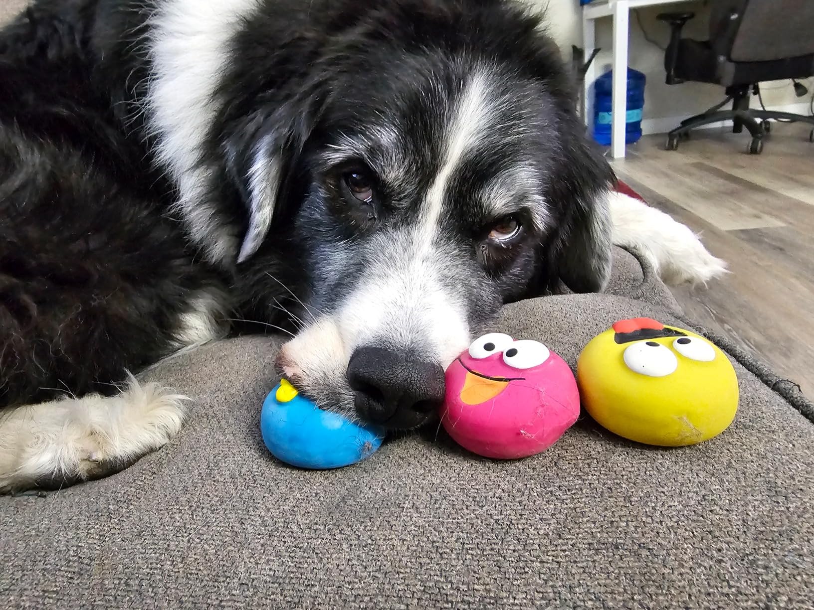 TUFFIOM 1100Lbs x 0.2Lbs Postal Digital Livestock Scale, Electronic Stainless Steel Platform Heavy Duty Vet Animal Scale,Dog Pig Goat Sheep Scale, Silvery customer photo 2