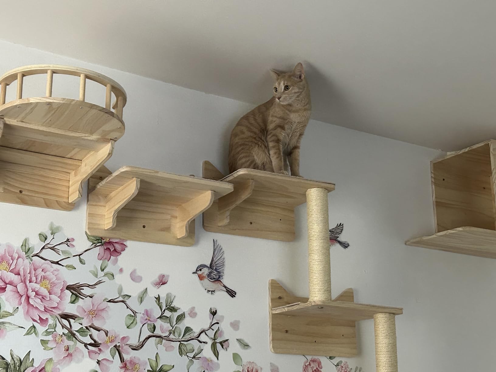 Cat Wall Shelves for Large Cats - 9-Piece Wooden Wall-Mounted Cat Shelves Set, Kitty Climbing System with Perches, Scratching Post & Condo House customer photo 1