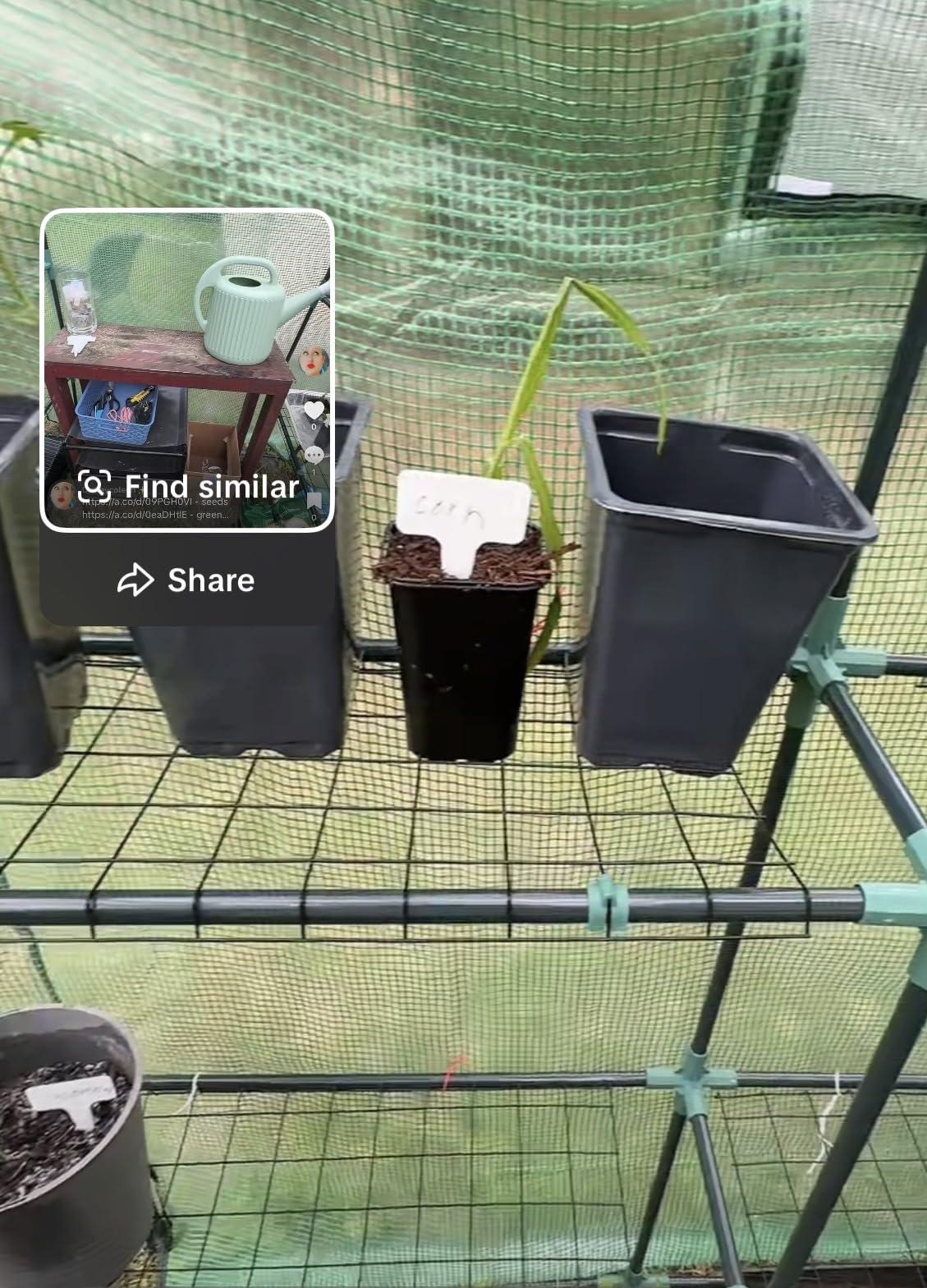 Greengro Greenhouse, 57 x 57 x 76'' Greenhouses for Outdoors, Durable Green House Kit with Window, Thicken PE Cover, 3 Tiers 8 Shelves, Heavy Duty Walk in Green Houses for Indoor Backyard Outside customer photo 1