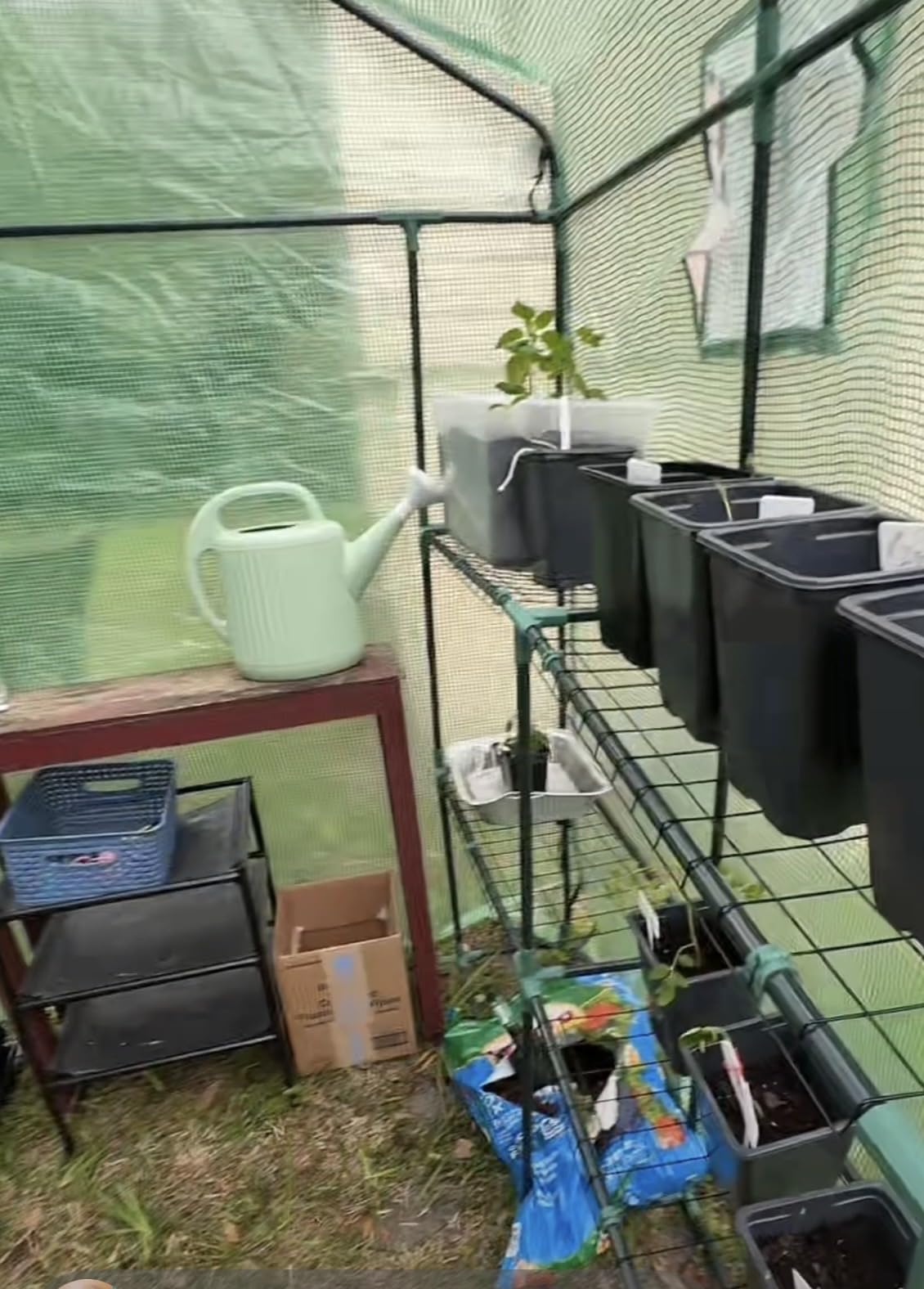 Greengro Greenhouse, 57 x 57 x 76'' Greenhouses for Outdoors, Durable Green House Kit with Window, Thicken PE Cover, 3 Tiers 8 Shelves, Heavy Duty Walk in Green Houses for Indoor Backyard Outside customer photo 2