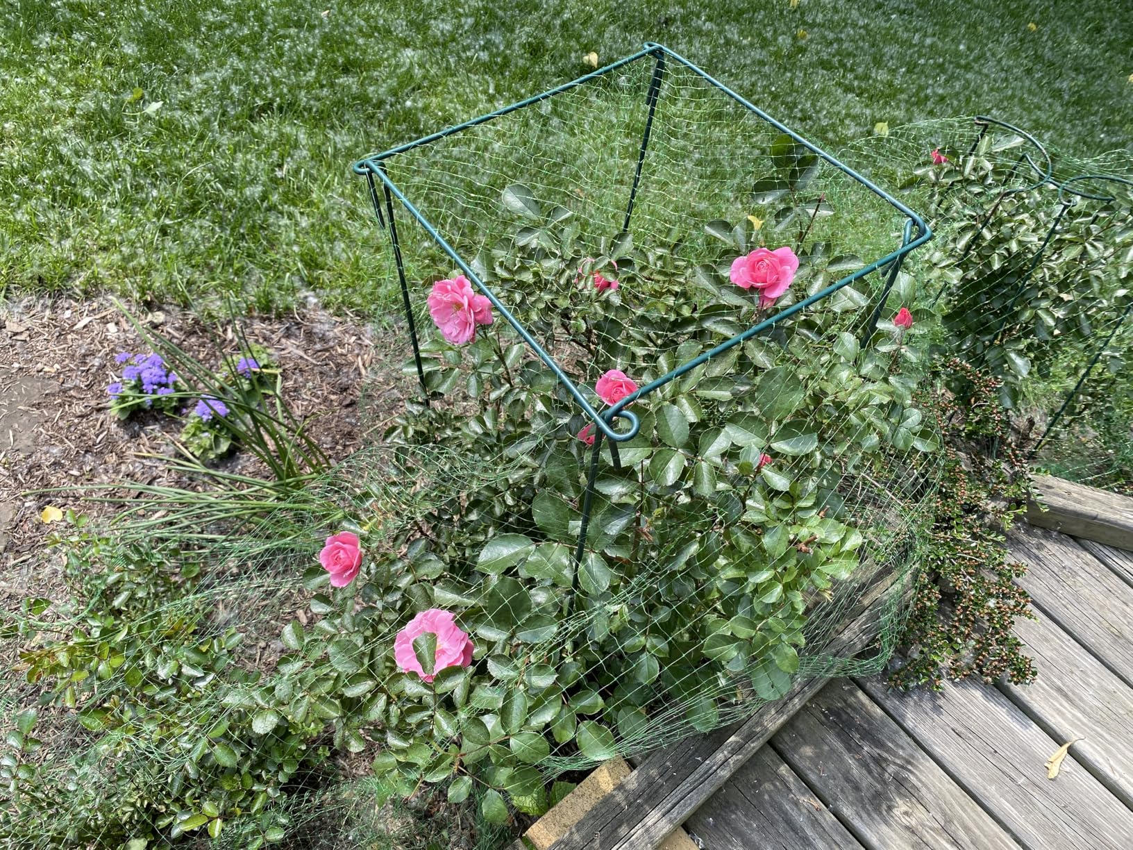 Garden Netting, 7 x 100 FT Bird Netting for Garden Protection, Green Deer Netting for Plants Fruit Trees Vegetables from Birds, Squirrels, Other Animals customer photo 2