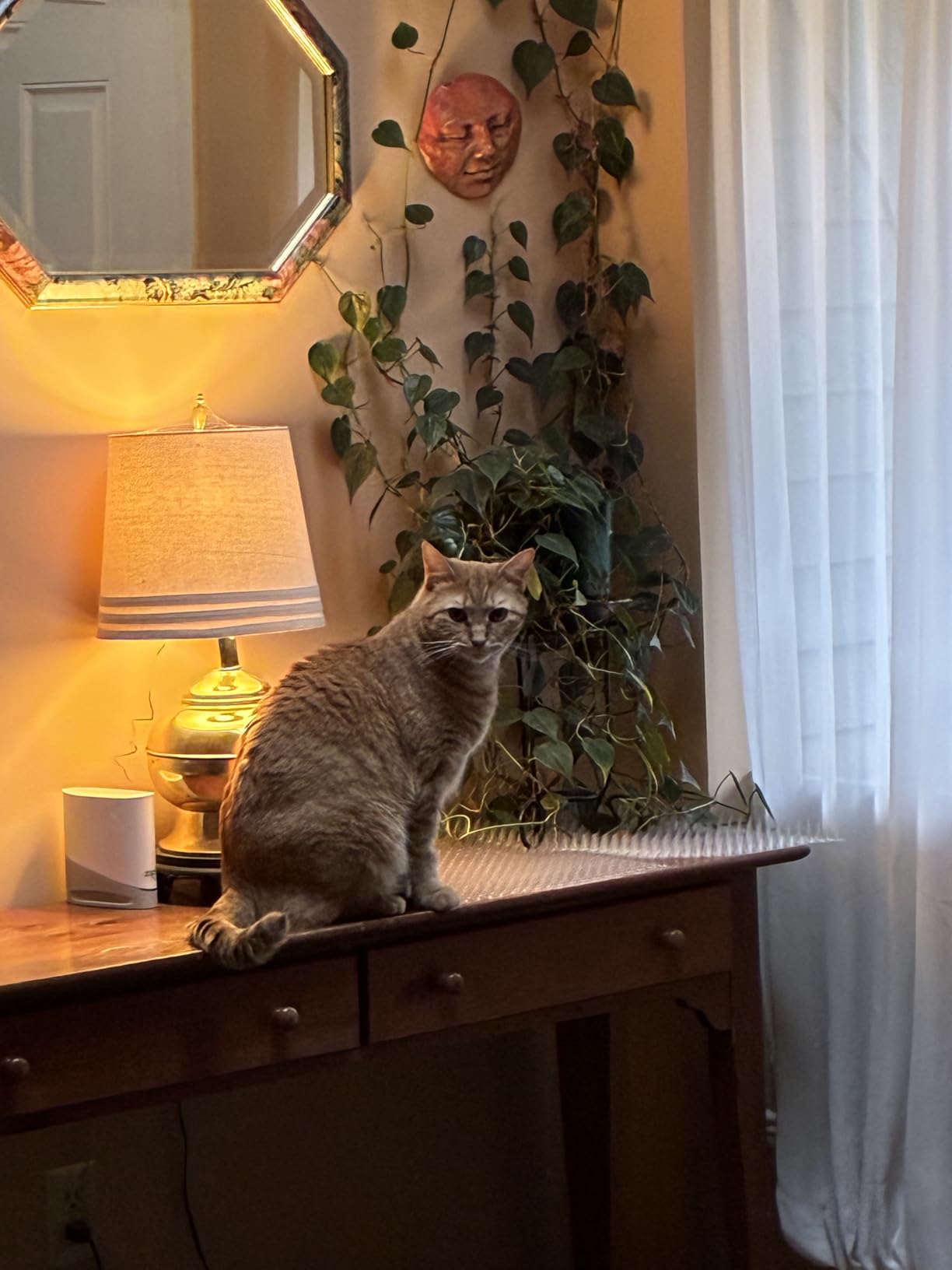 PotatoLife Plastic Mesh Fence Safety Fence, 4'x100' Roll with 100 Zip Ties, Resuable Temporary Netting for Garden Fencing, Construction, Snow Fencing, Animal Barrier, Poultry, Deer, Patio, Green customer photo 2