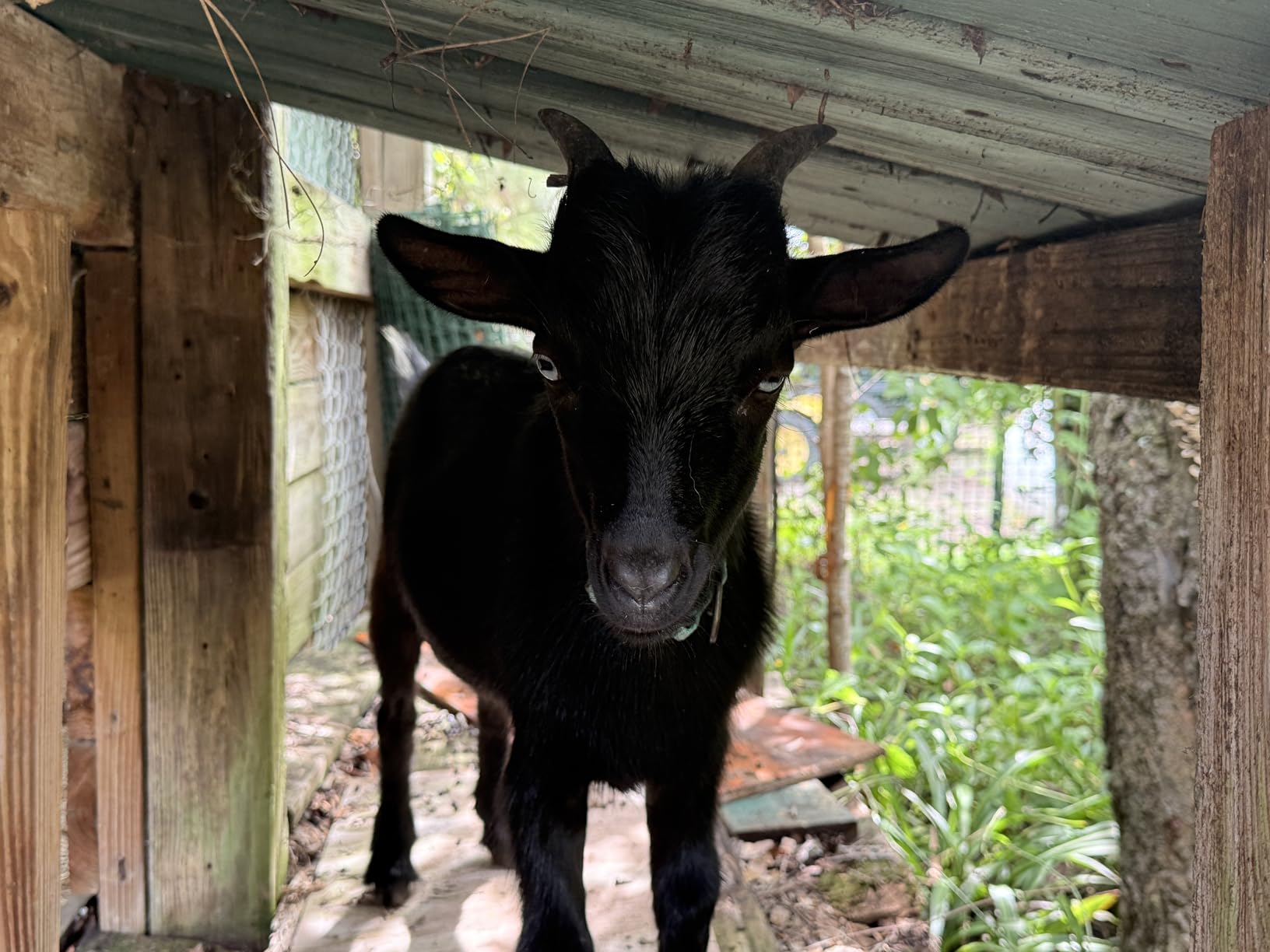 ANDMON MINI400 30 Miles Solar Electric Fence Charger, 0.4 Joule Solar Electric Fence for Livestock, Horses, Cattle Sheep customer photo 1