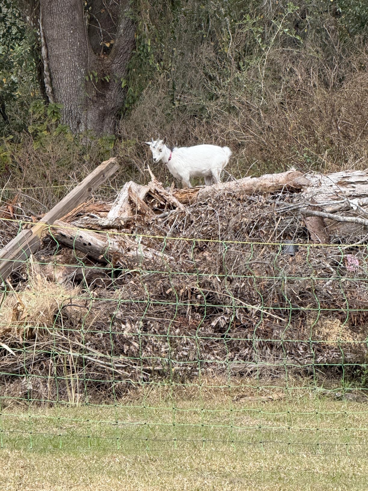 ANDMON MINI400 30 Miles Solar Electric Fence Charger, 0.4 Joule Solar Electric Fence for Livestock, Horses, Cattle Sheep customer photo 2