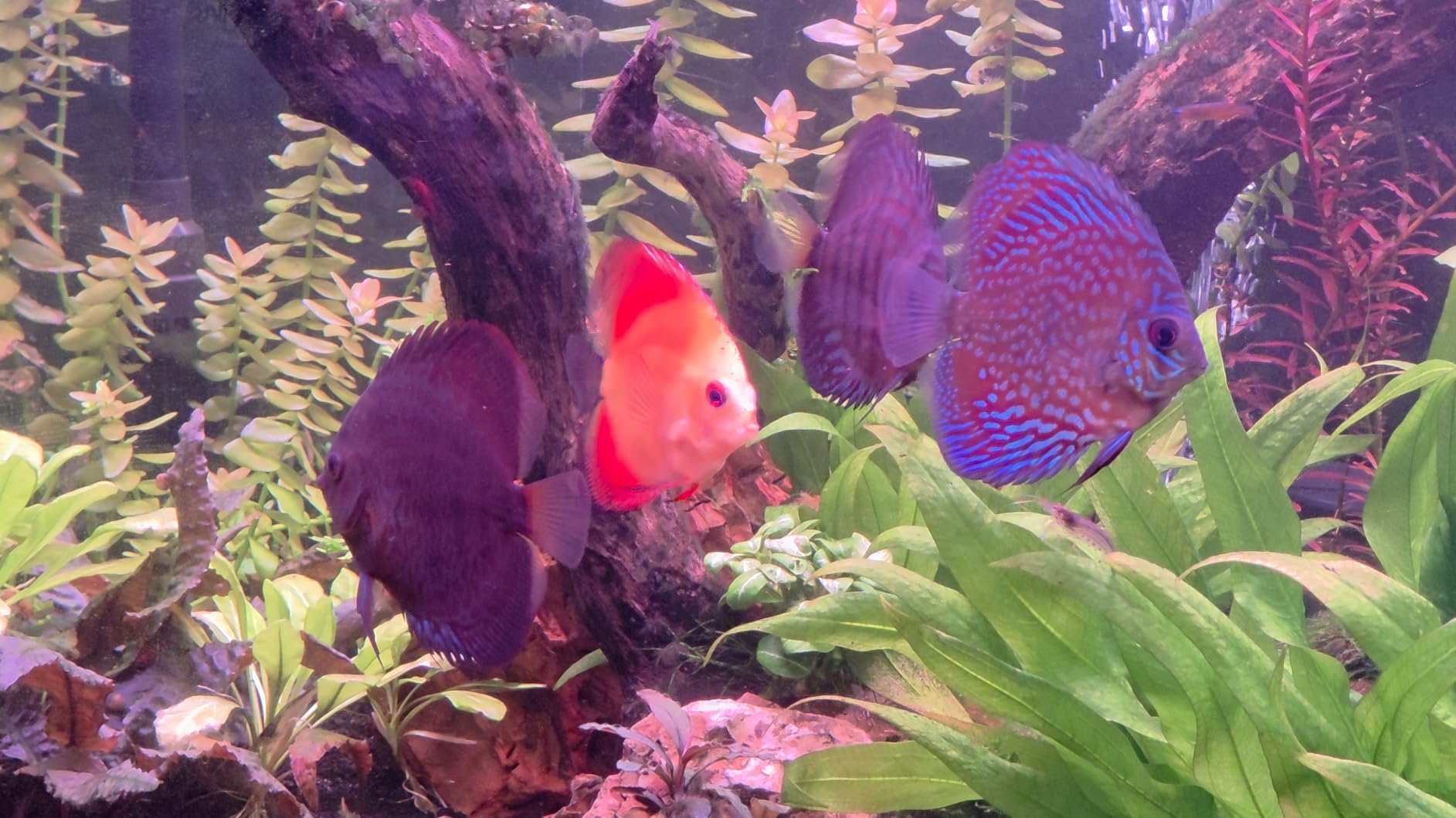 FZONE Aquarium ATO with Controller, QST2.0 Auto Top Off System for Saltwater Aquarium & Freshwater Aquarium customer photo 2