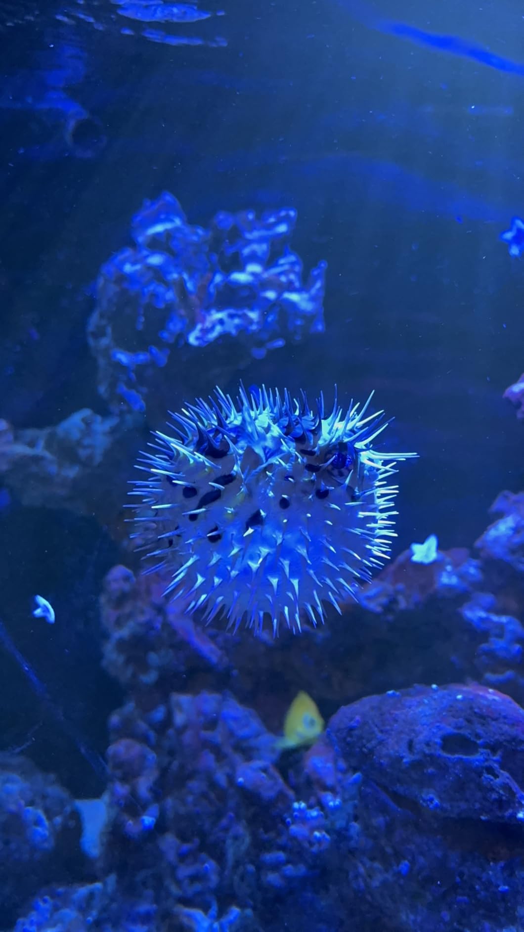 Red Sea 3-in-1 ReefATO + ATO Auto Top Off System for Aquarium | Water On Floor Alarm | App Controlled with Fish Tank Temperature Probe customer photo 1