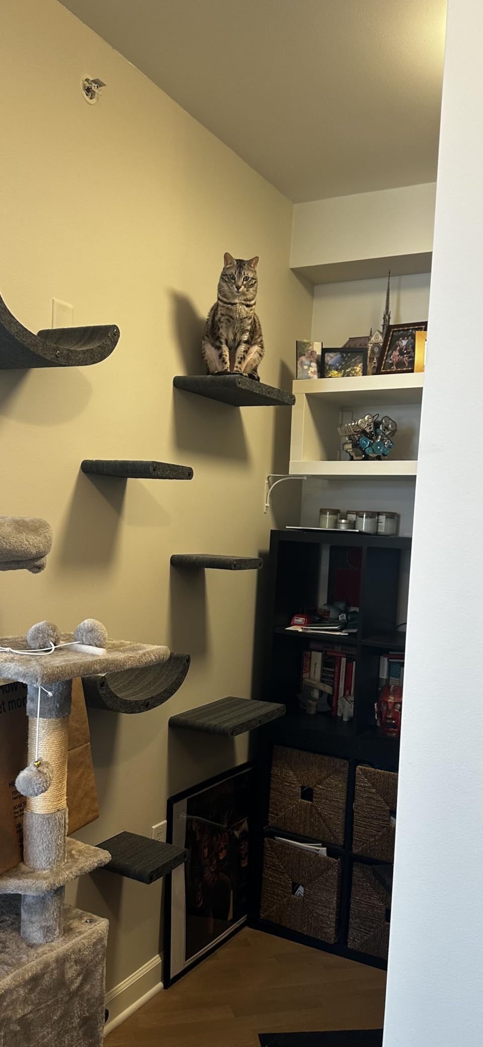 Wall Mounted Cat Shelves (Set of 4) by Pryde Pets - 100% Sustainable PET Felt Feline Enrichment Climber Furniture for Small & Large Indoor Cats, Modern Climbing Gym Jungle Design (Oatmeal) customer photo 1