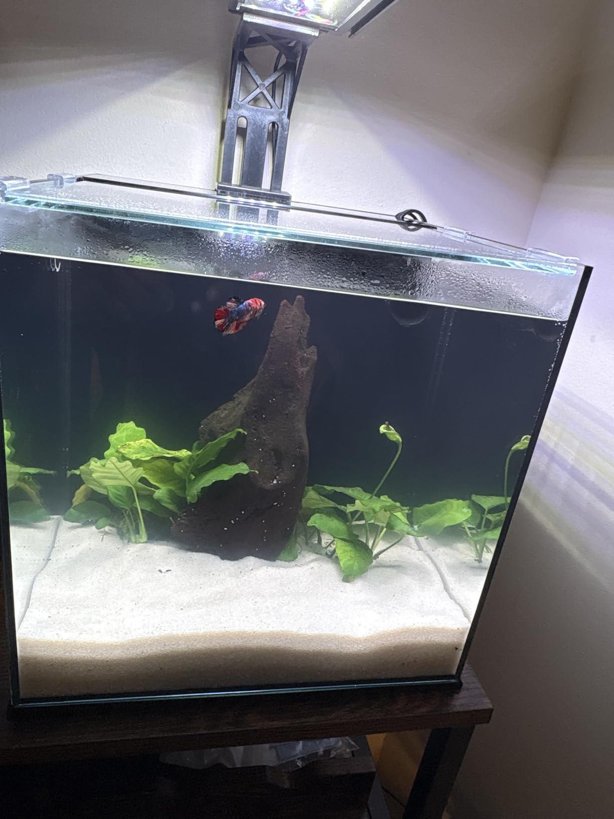 Ultum Nature Systems Dual AIO - Freshwater/Saltwater Compatible All in One Rimless Tank with Triple Chamber Filtration System, Integrated Filter Aquarium w/Leveling Mat - 17 Gallon, 40A, Black customer photo 1