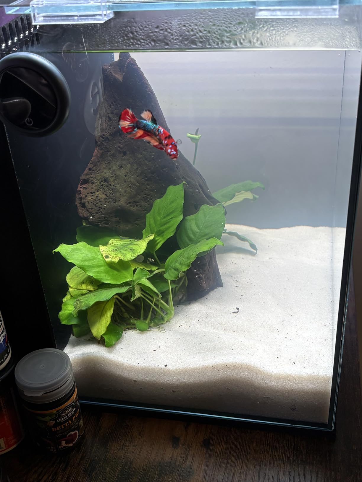 Ultum Nature Systems Dual AIO - Freshwater/Saltwater Compatible All in One Rimless Tank with Triple Chamber Filtration System, Integrated Filter Aquarium w/Leveling Mat - 17 Gallon, 40A, Black customer photo 2