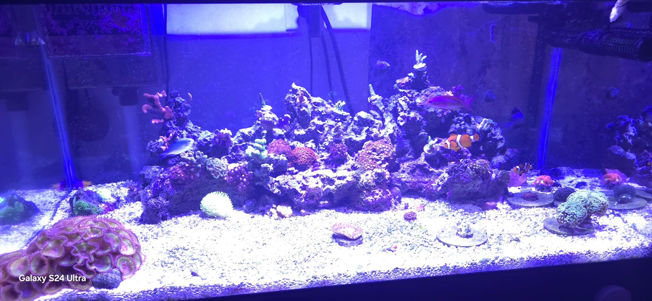 SMATFARM Aquarium Light- 140W Reef Light Wide Coverage Sunrise Sunset Moonlight Saltwater Lights for Coral with Master Slave Group Control & Timer & Screen customer photo 1