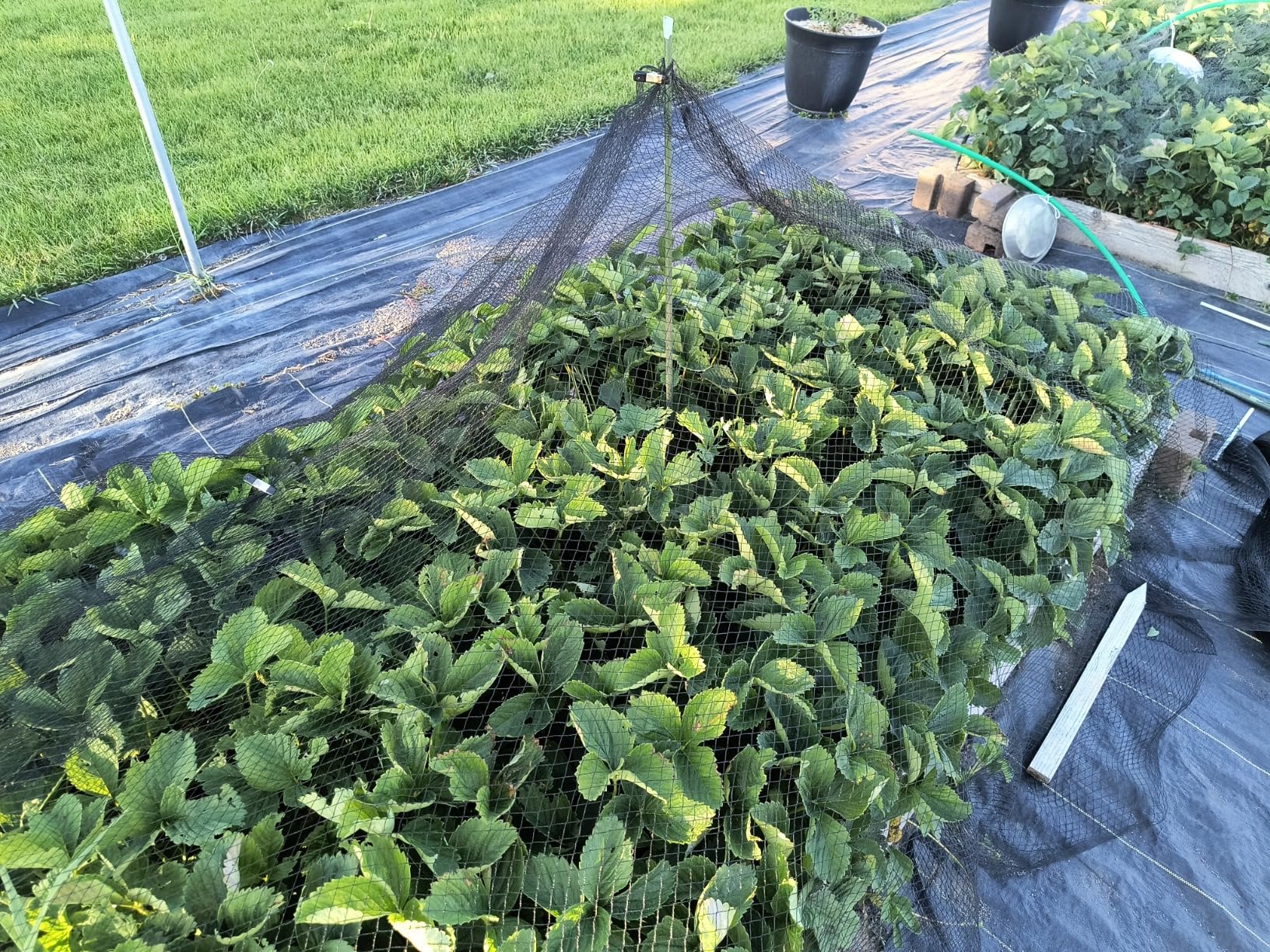 AlpineReach Garden Netting 7.5 x 100 ft Heavy Duty Bird Net, Deer, Plant Protection Extra Strong Woven Mesh, Reusable Kit with Zip Ties, Animal Fencing for Fruits Trees, Black customer photo 2