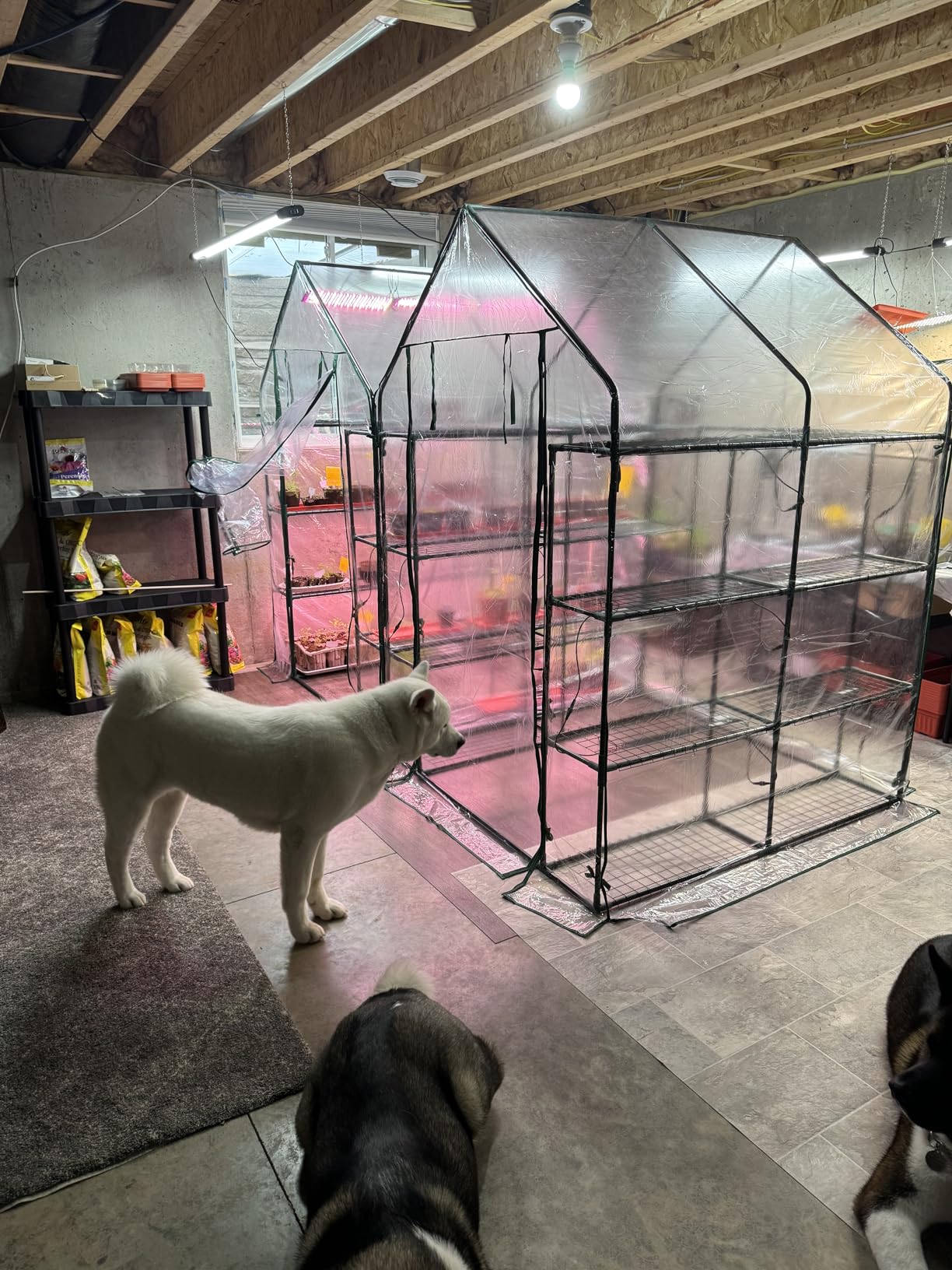 Bstrip Walk In Greenhouse, Indoor Greenhouse with Grow Lights, Mini Indoor Greenhouse with Roll-Up Zipper Entry Door and PVC Cover, Dimmable 2FT 120W Plant Light with Timer (56.3