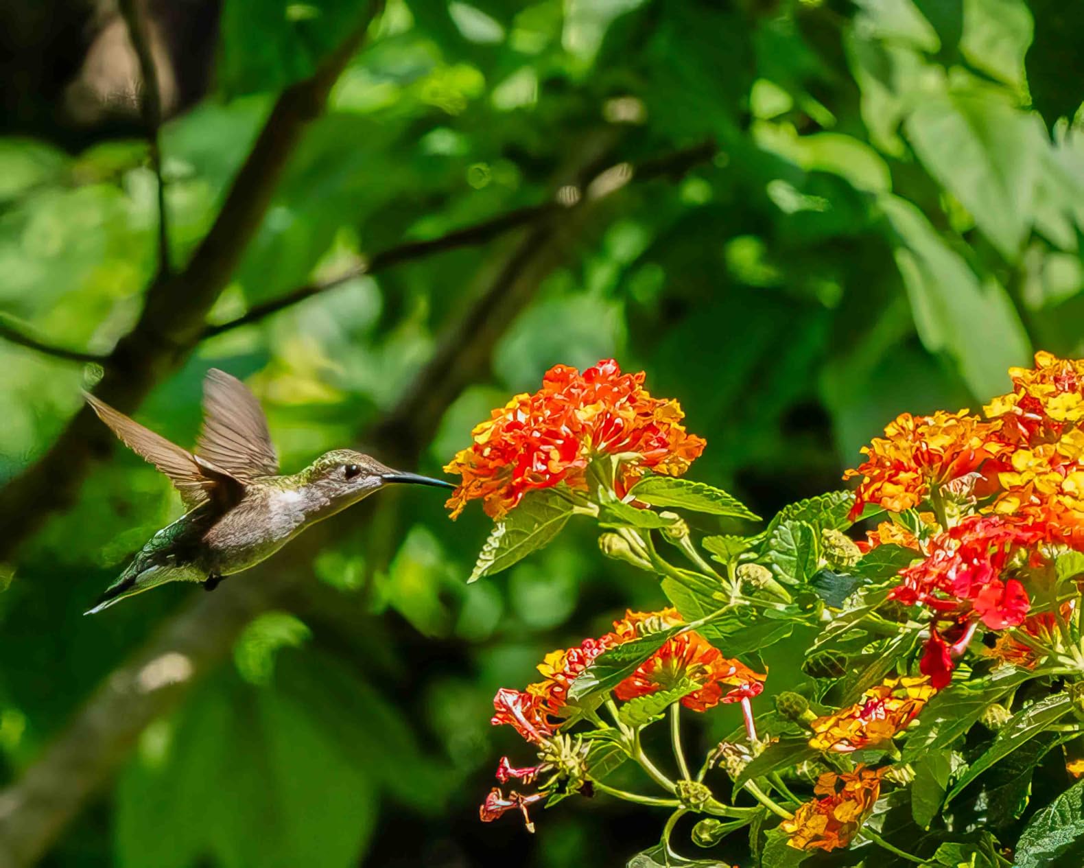 Alpha 9 III Mirrorless Camera with World's First Full-Frame 24.6MP Global Shutter System and 120fps Blackout-Free Continuous Shooting customer photo 2