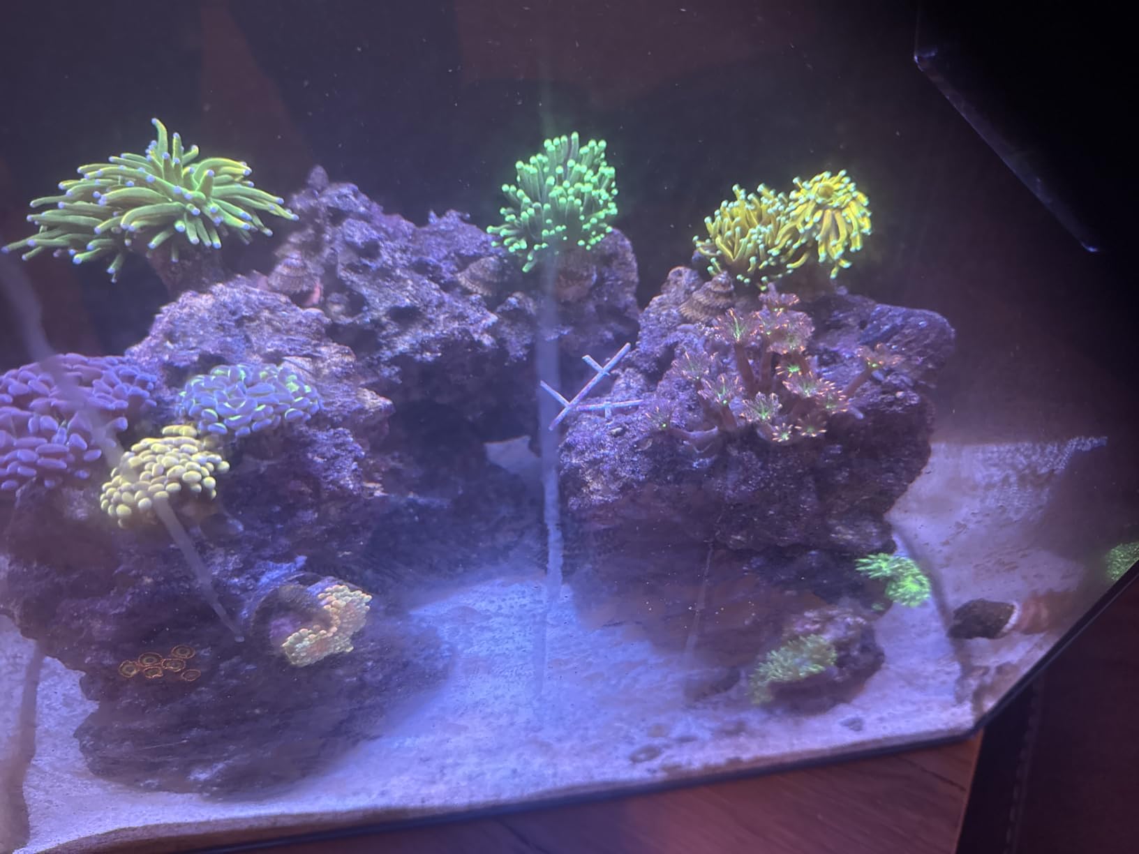 HelloReef 15 Gallon Beginner Clownfish Saltwater Aquarium Kit with App Controlled Smart LED Lighting, Filtration, Decor, and Setup Guide customer photo 1