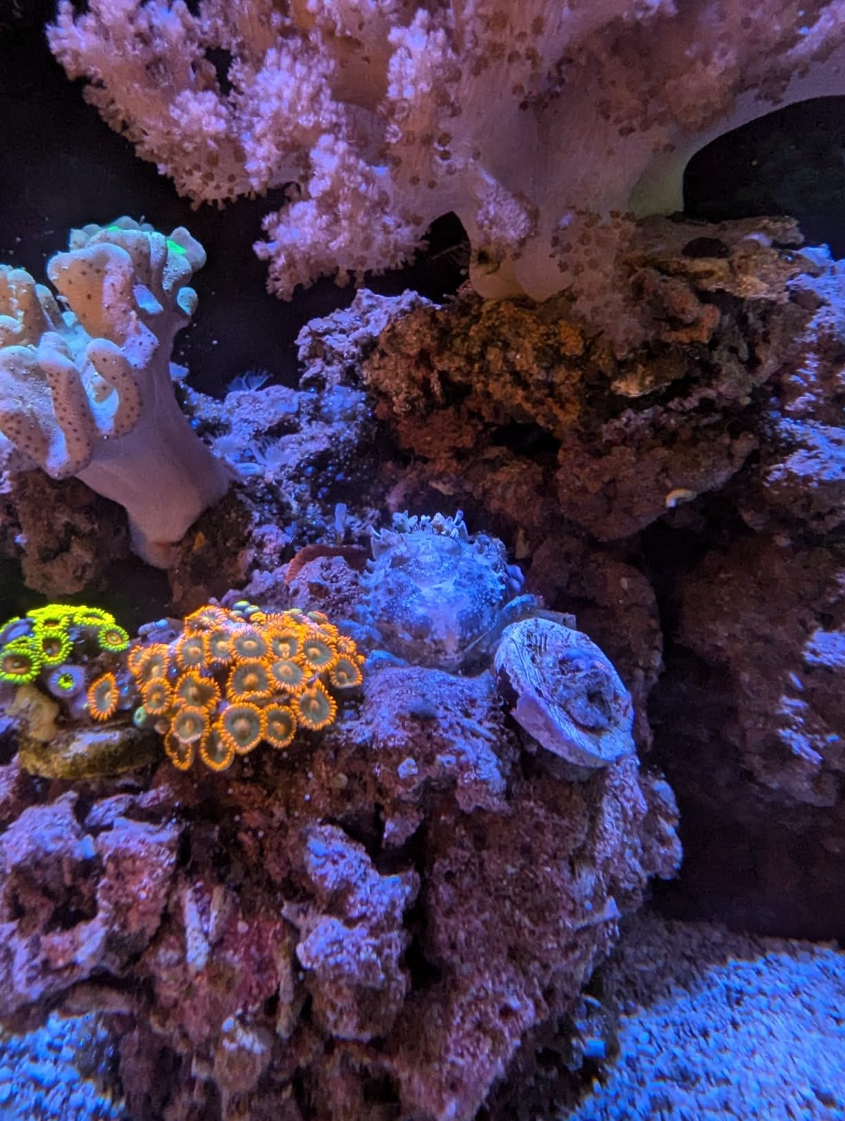 AI Prime 16 HD LED App Controllable Saltwater Aquarium Reef Light - Black customer photo 2