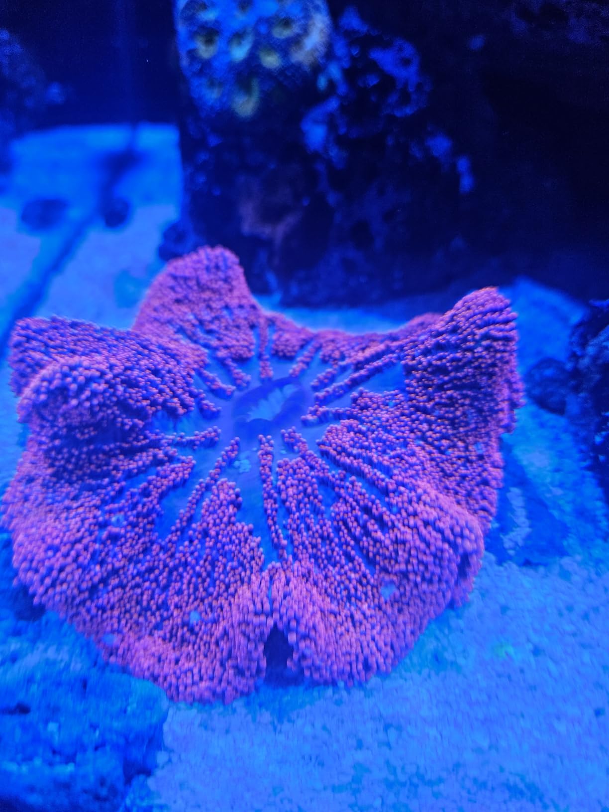 AI Nero 5 Submersible Wavemaker Pump, 3,000 GPH High-Flow Water Circulation for Saltwater, Reef & Marine Aquariums, Compact Quiet Design with Fish Guard & Magnetic Mount customer photo 1