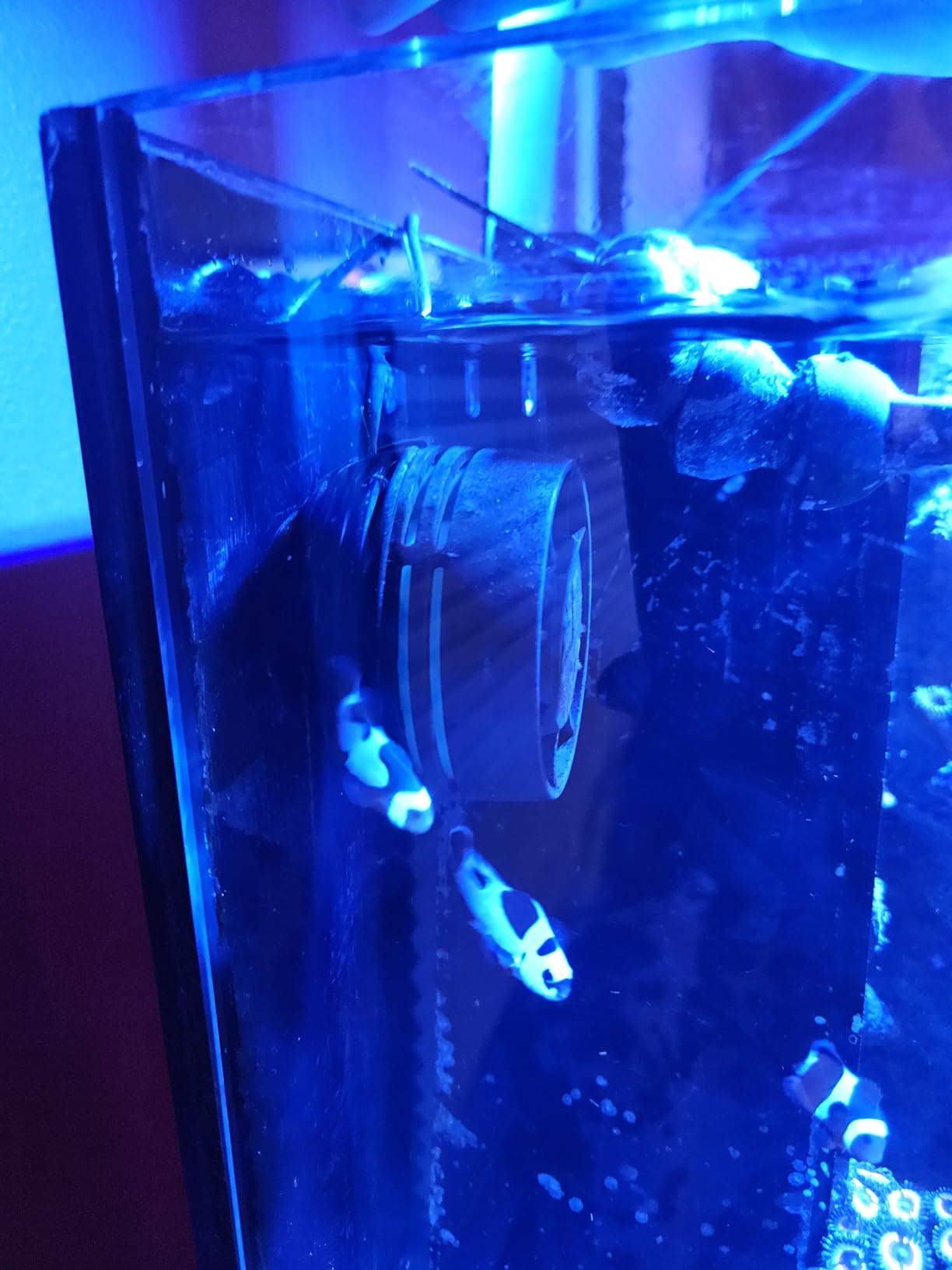 AI Nero 5 Submersible Wavemaker Pump, 3,000 GPH High-Flow Water Circulation for Saltwater, Reef & Marine Aquariums, Compact Quiet Design with Fish Guard & Magnetic Mount customer photo 2