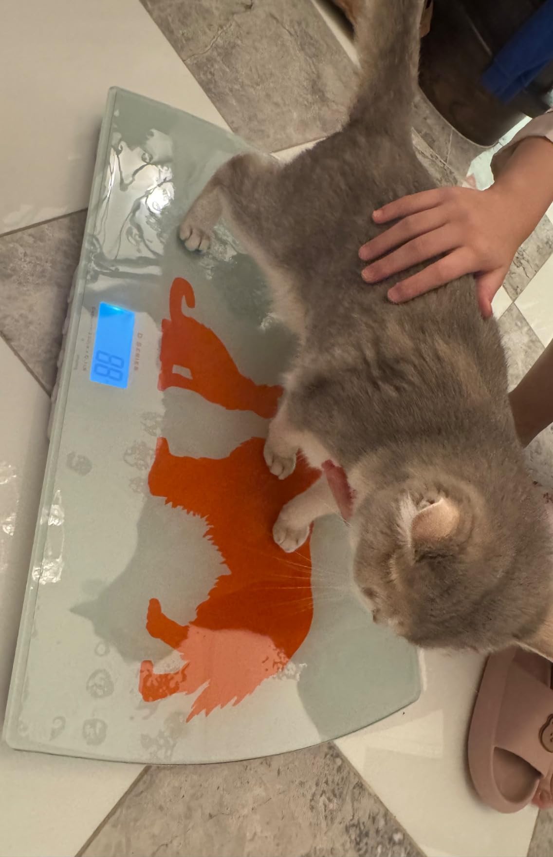 Digital Weighing Scale for Dogs Cats Puppies, Vet Scale, Scale for Animals Pets, 330lb x 0.1lb, Veterinary Scale, 33 x 19in Wide Platform, 8mm Tempered-Glass customer photo 1