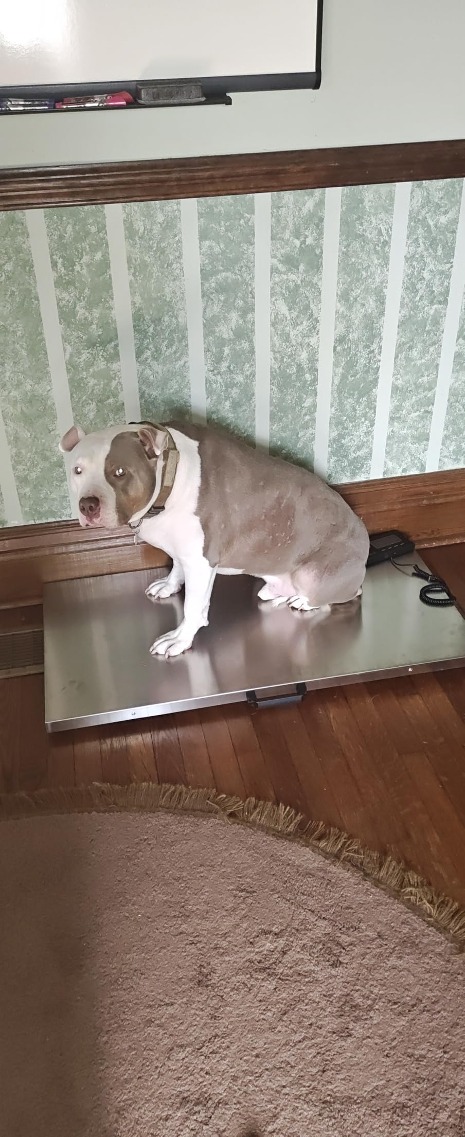 VEVOR 880Lbs x 0.2Lbs Livestock Scale Shipping Scales Large Platform 40.6x20.9Inch Stainless Steel Vet Scale Industrial Floor Scale Large Animal Dog Pig Scale Goat Weight Scale Pet Digital Scale customer photo 1