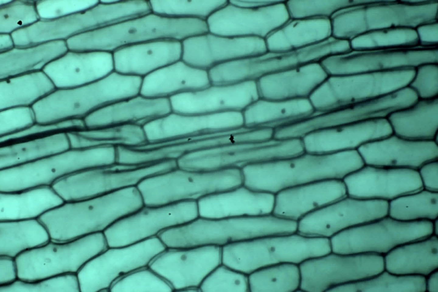 Trinocular Microscope 40X-5000X Magnification Laboratory Grade with Dual Mechanical Stage and HD USB Camera Microscopes for Adults customer photo 2