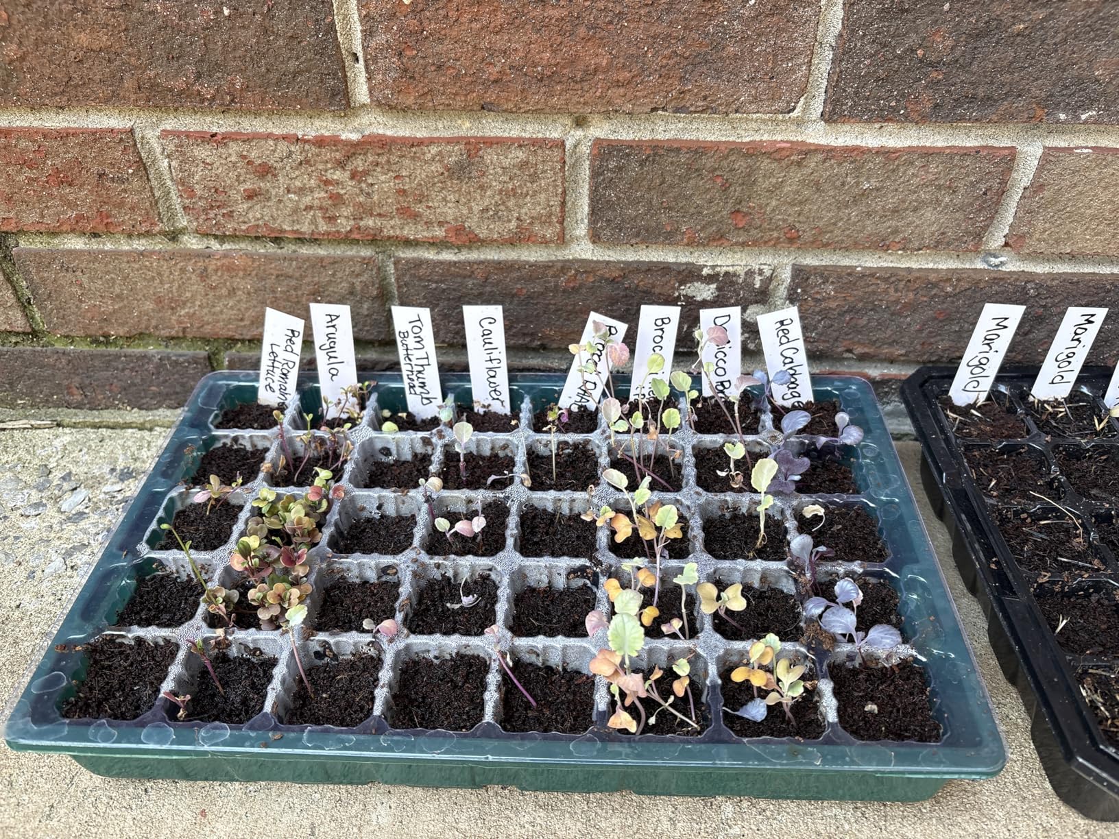 Seed Starter Tray with Grow Lights and Heat Mat, 3-in-1 Soil Meter, 80-Cell Seed Growing Tray, Germination & Plant Propagation Station for Indoor Plants 2-Pack customer photo 2