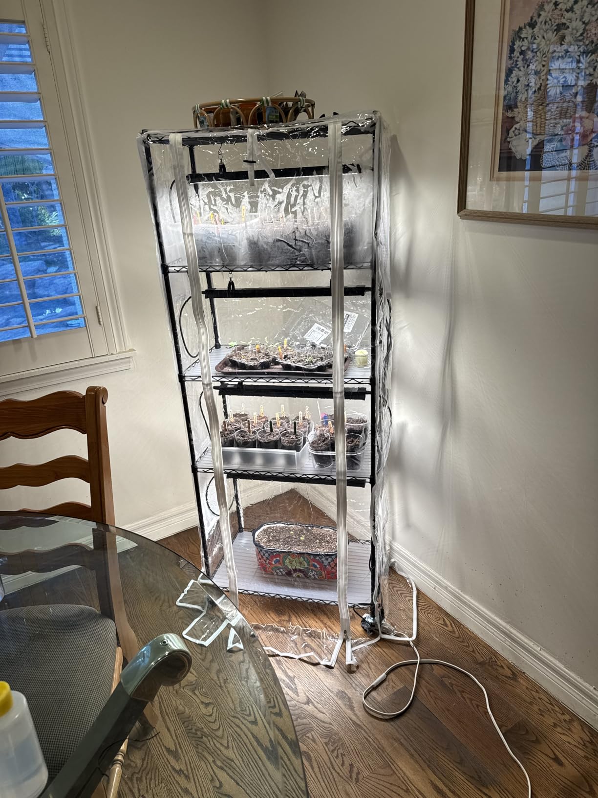 Barrina CX91 5-Tier Plant Stand with Grow Lights for Indoor Plants, Metal Plant Shelf Display Rack with 1.6FT 25W(Per Light) Full Spectrum Plant Lights for Indoor, Balcony, Living Room, 23.6x13.8x59IN customer photo 1