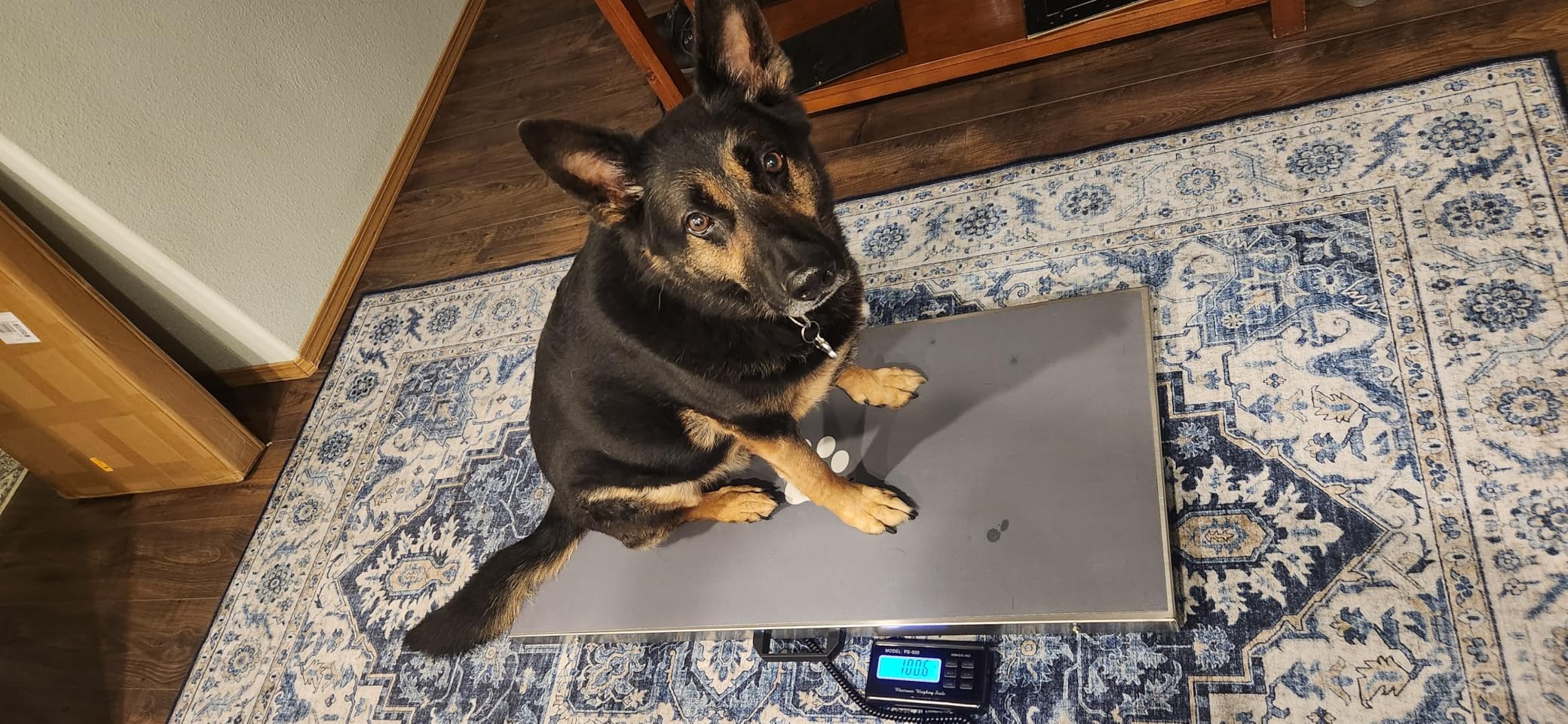 Bonvoisin Pet Scale for Large Dog 1100lb x 0.2lb, Postal Scale with Large Stainless Platform 40.5 x 20.8, Animal Scales for Weighing, Vet Scale with Rubber Mat Livestock Scale for Dog, Sheep customer photo 1