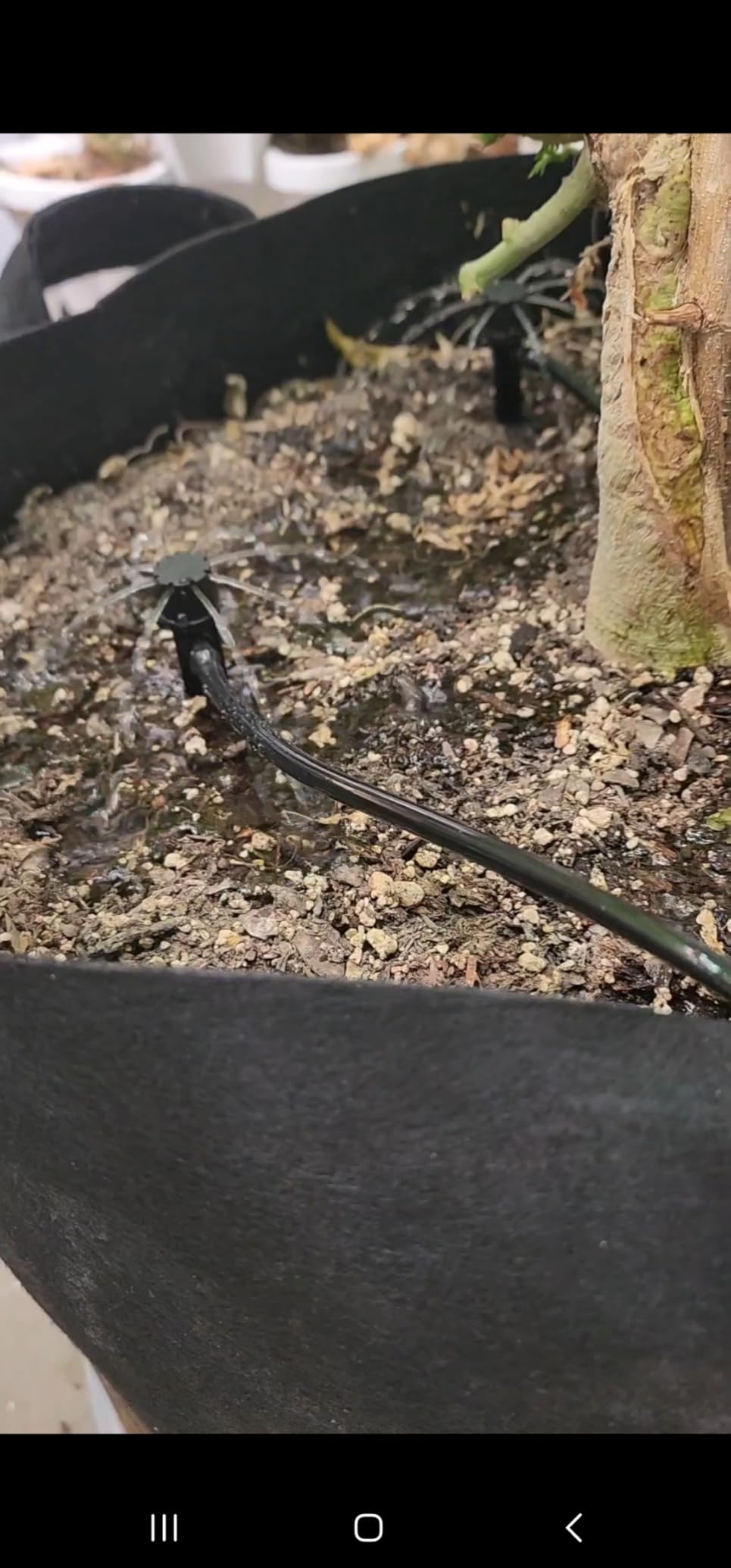 Spider Farmer Auto Drip Irrigation System Kits with 13-Gallon Bucket, 25W Water Pump, Low Water Level Sensor customer photo 1