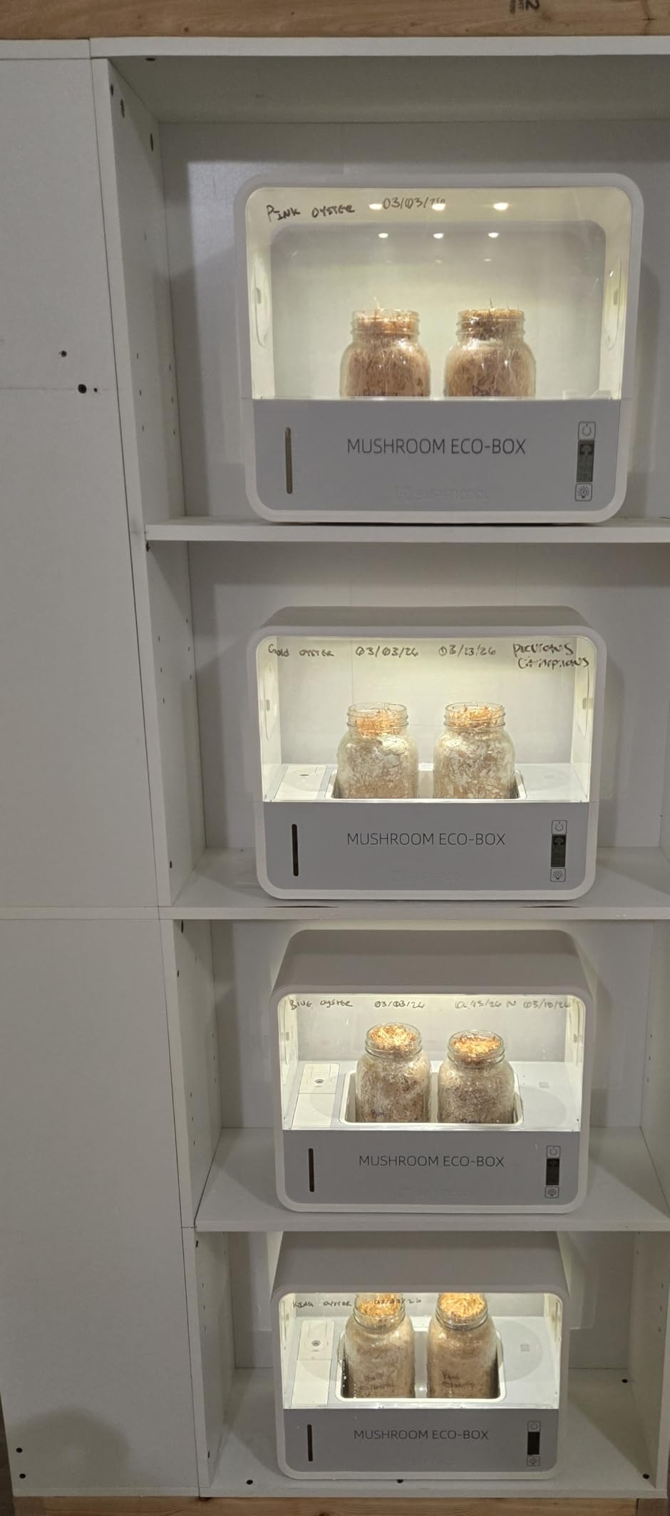 Mushroom Grow Tent with Temperature and Humidity Display, Smart Mushroom Growing Box, Mushroom Monotub Growing Kit with Grow Light, Indoor Still Air Box for Mushroom Growers customer photo 1