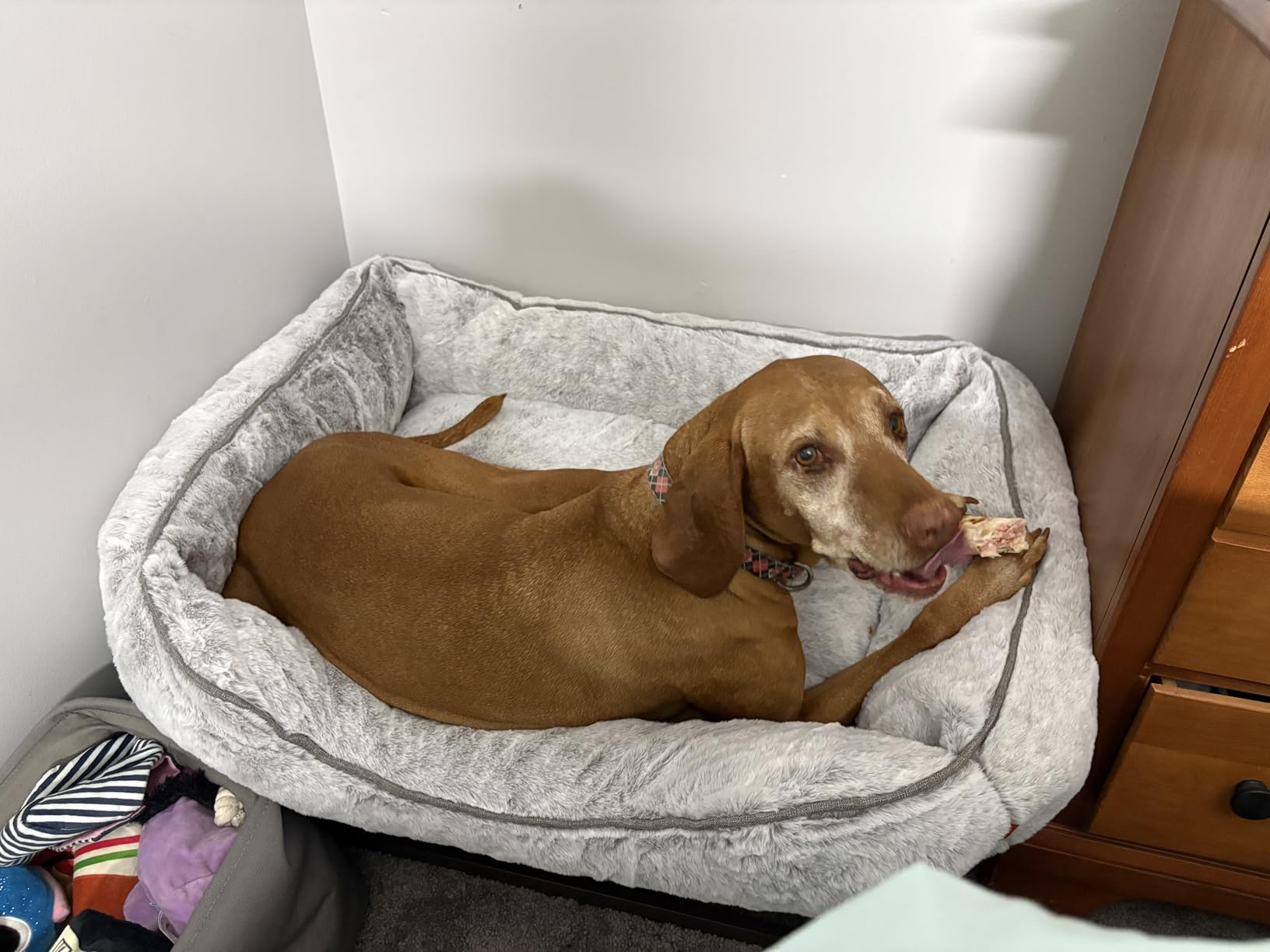 FUZI Elevated Dog Bed Large with Extra Cover, Luxury Raised Dog Beds, Removable and Machine Washable Bed Cover, Indoor/Outdoor Orthopedic Pet Bed, Large 35.6x28.5x18 Soft White and Black Base customer photo 1