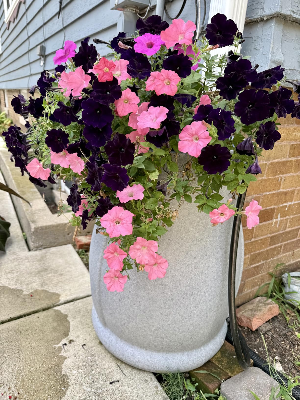 FCMP Outdoor 45-Gallon Catalina Rain Barrel - BPA-Free, Flat-Back Design with 3.5 Foot Garden Hose, Shut-Off Thumb Valve, and Fixed Lid, Black customer photo 1