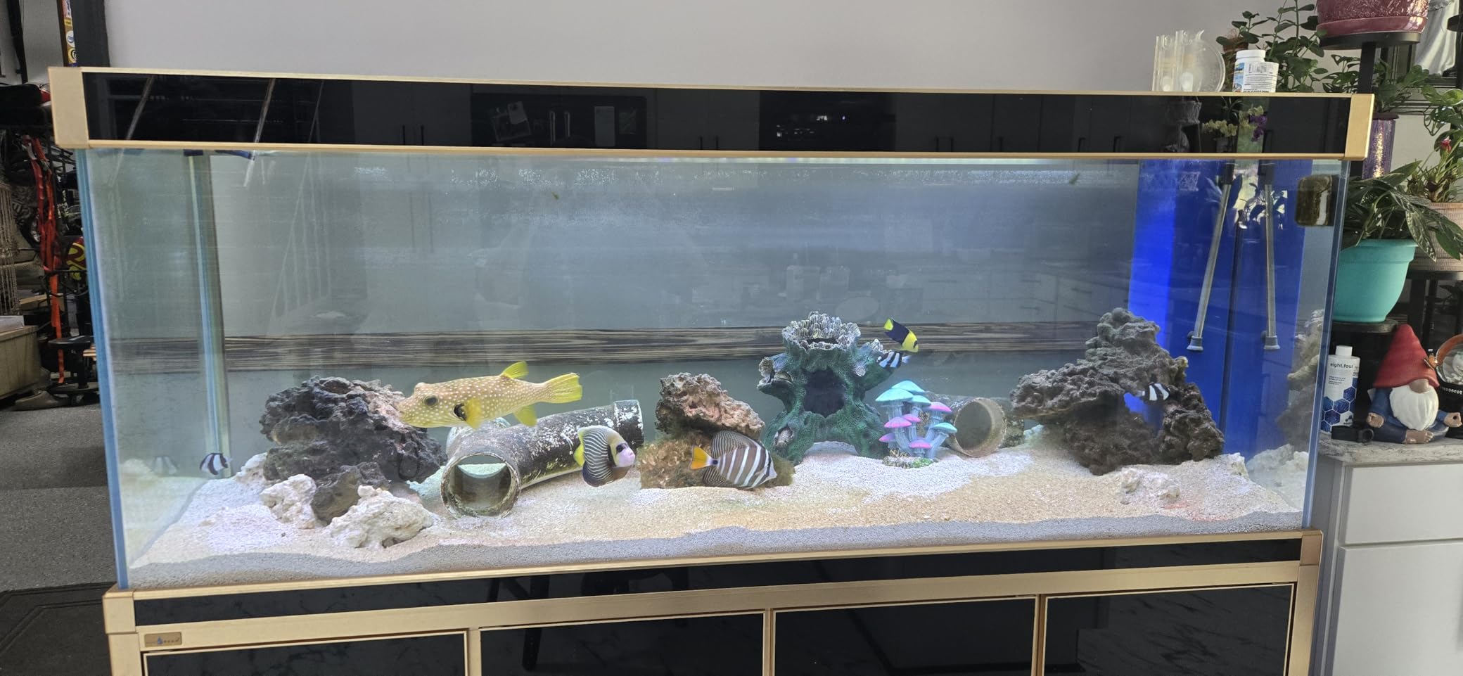 260 Gallon, All-in-One Aquarium Fish Tank with Tempered Ultra-Clear Glass, Includes Cabinet Stand, Multi-Chamber Filtration Sump, Filter Media, 1717 GPH Water Pump - Black customer photo 1