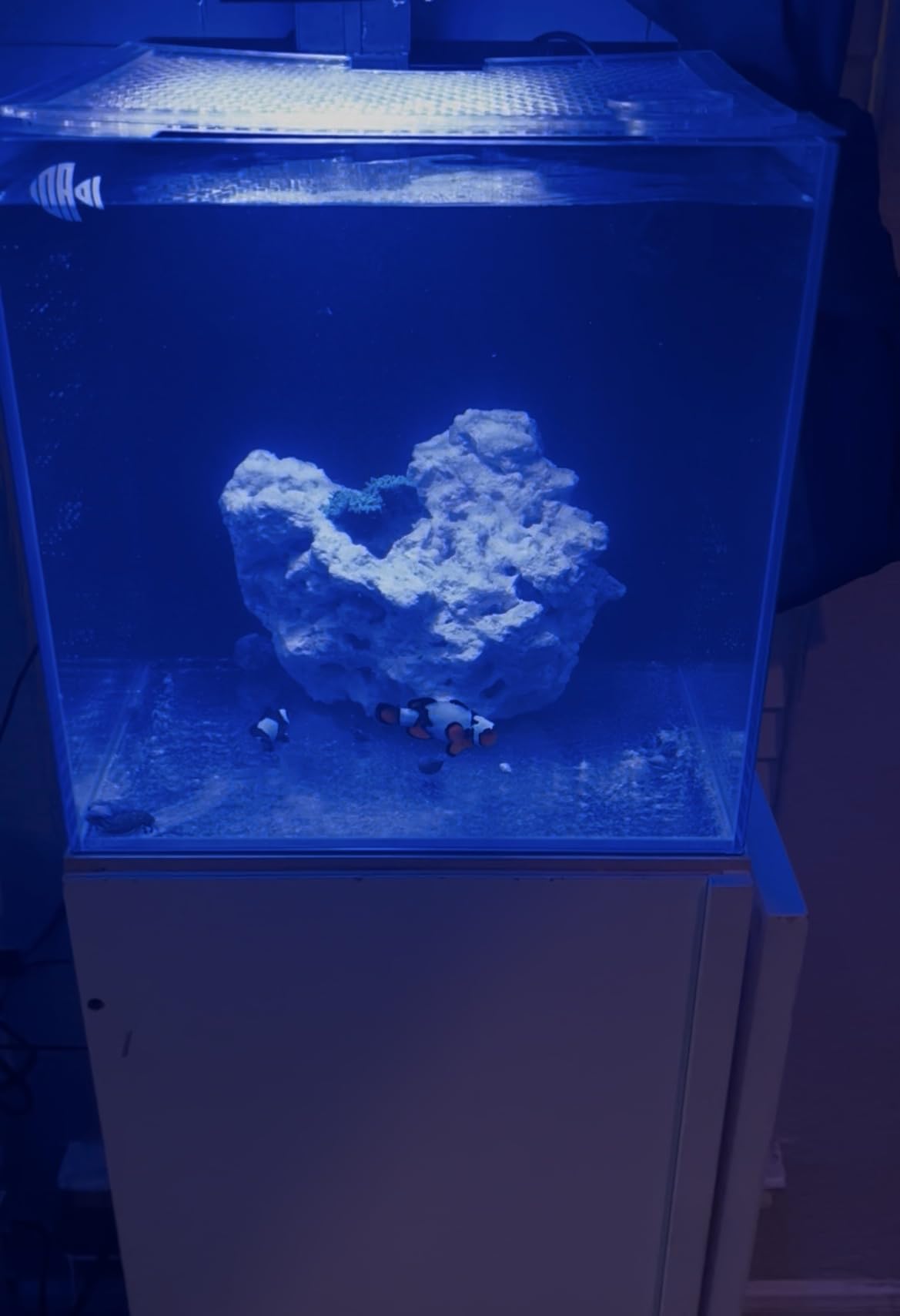 Coralland 8-Gallon Saltwater Aquarium - Ultra Clear Low Iron Glass, 45 Angled Joint Design, Crystal Clear Viewing, Perfect for Marine Fish & Reef Tanks & Freshwater customer photo 1