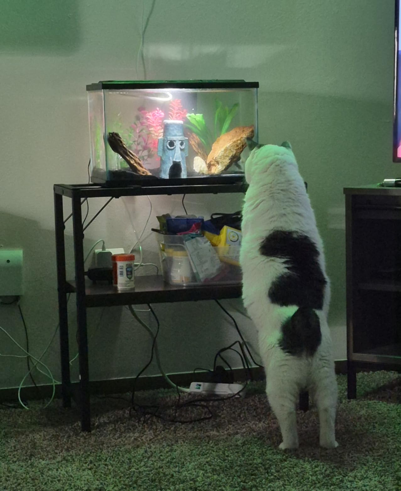 30 Gallon Fish Tank Stand, Aquarium Stand with 2-Tier Storage Shelves, Heavy Duty Breeder Turtle Terrarium Stand Rack for Home Office customer photo 1