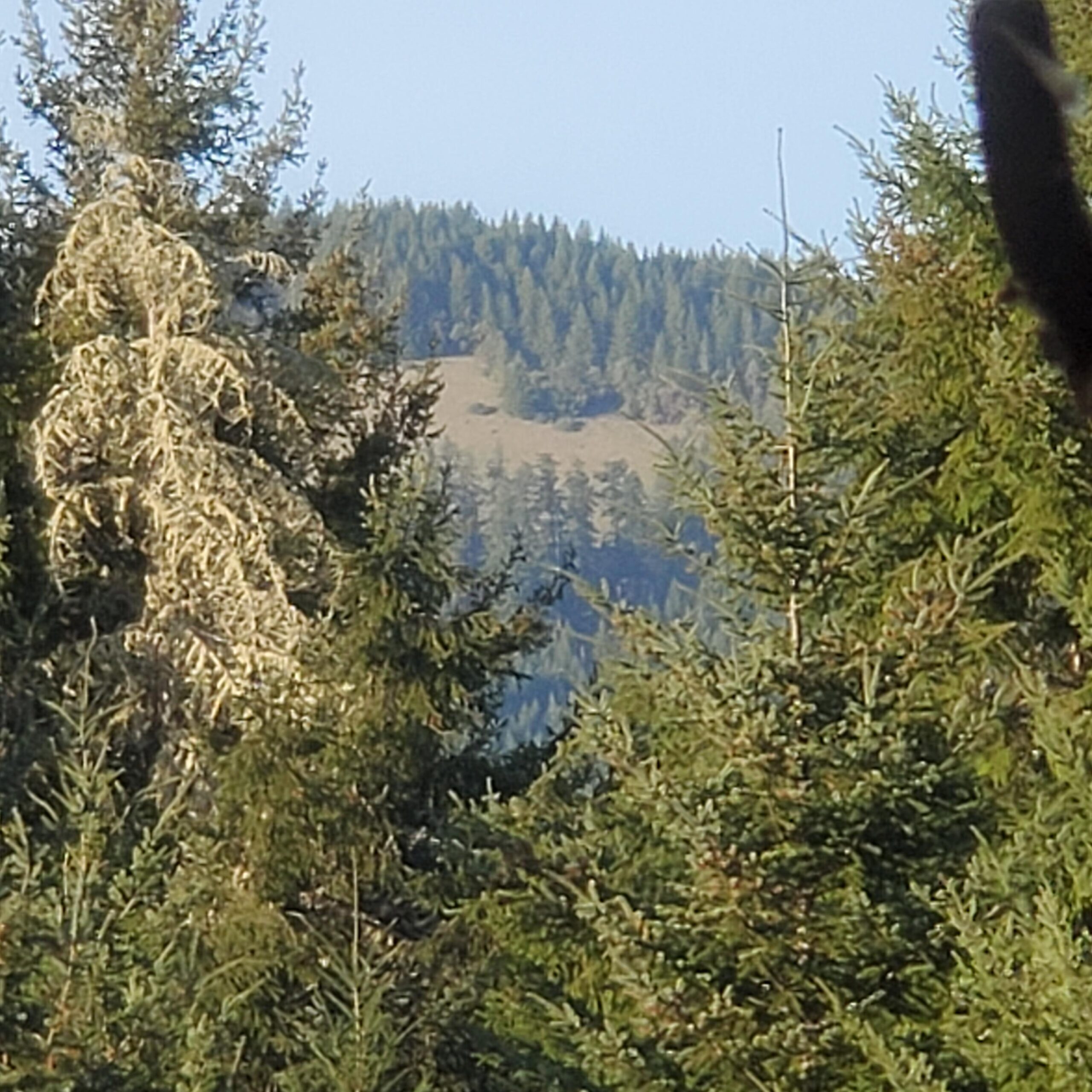 Leupold SX-2 Alpine HD Spotting Scope customer photo 2