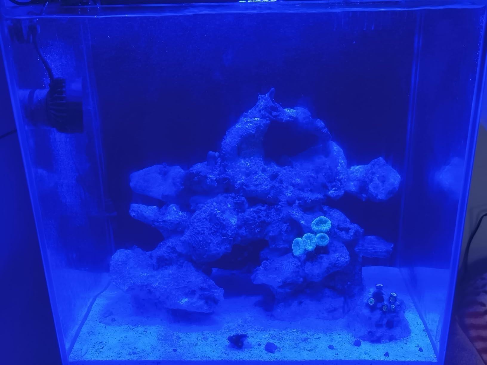 NICREW NavaReef 135 Reef LED Light, 135W Reef Aquarium Lighting for LPS/SPS Corals and Saltwater Fish Tanks, Built-in Timer, Blue Focused Spectrum customer photo 1