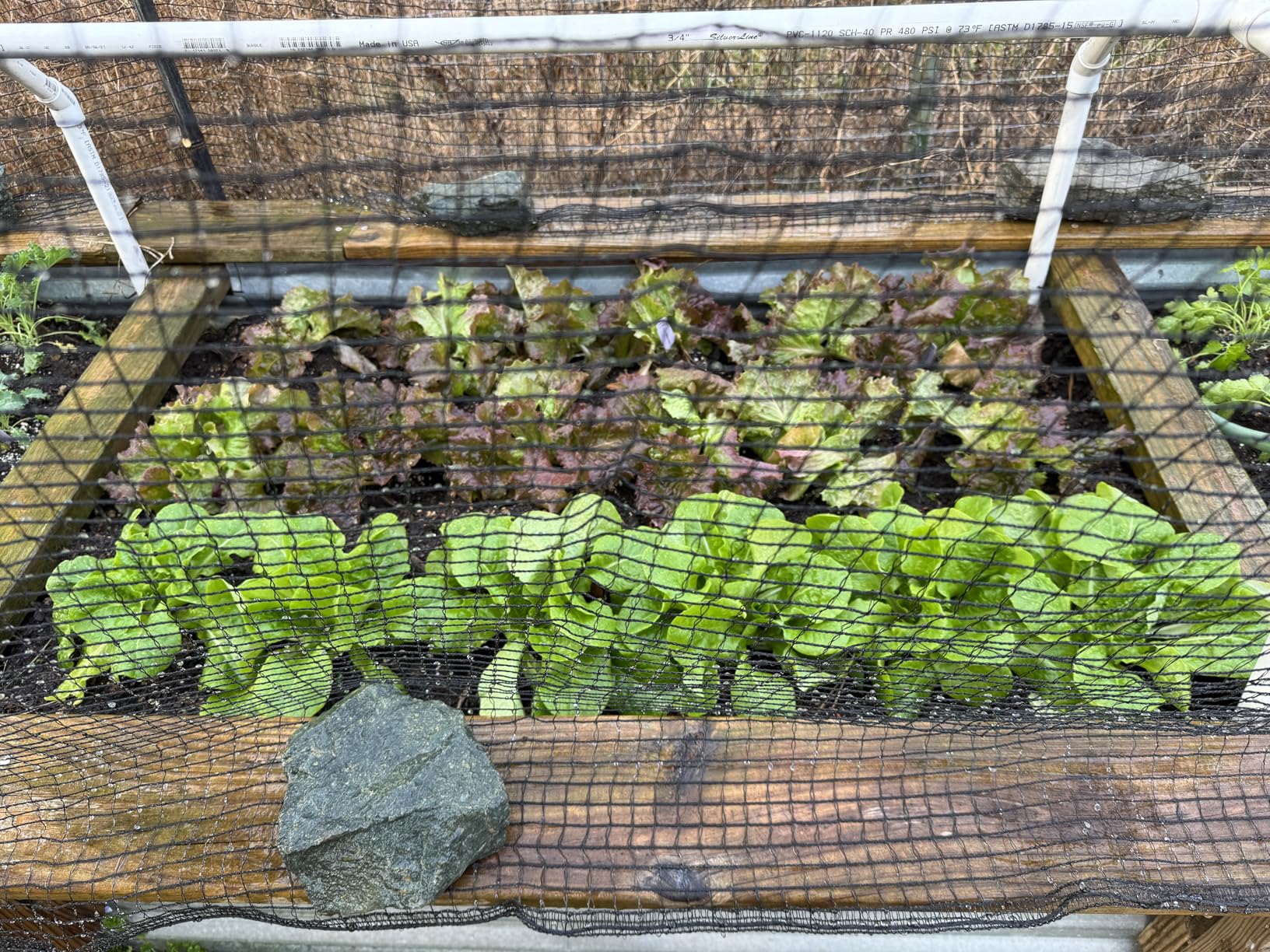 Deer Fence Netting,Plastic Mesh Fence 6.5x50ft,Reinforced Edges 55gsm Heavy Duty Animal Barrier,Ideal for Garden Netting,Against Bird,Temporary Fence,Fruit Plant Protection,Black customer photo 1