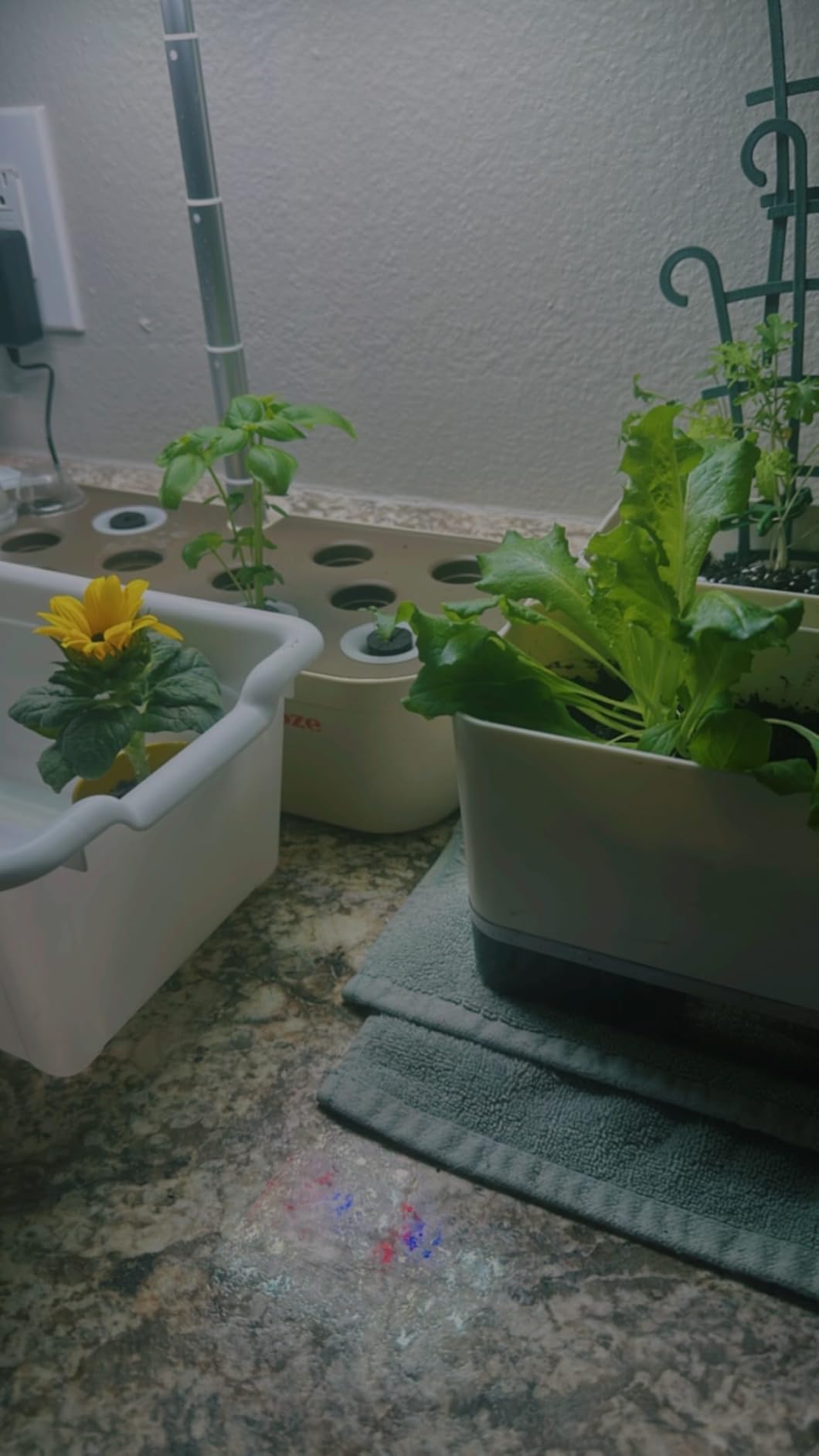 SUNCOZE Hydroponics Growing System Kit 12 Pods, Indoor herb Garden with 20W LED Grow Light, Visible Water Tank with Pump, Adjustable Height Indoor Gardening System customer photo 2