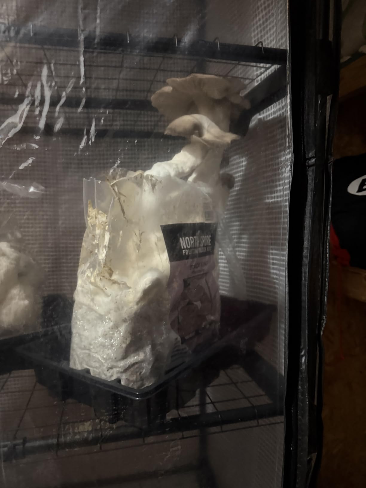 Mushroom Grow Tent, Martha Tent for Mushroom Growing kit, Small Greenhouse for Indoor, Mini Greenhouse Indoor, Mushroom Fruiting Chamber, Grow House that fit monotub, Grow Cabinet customer photo 2