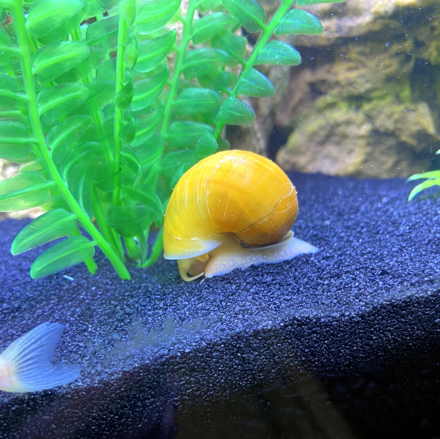 Coralife SMART BioCube Jr, Aquarium Kit, Wi-Fi and Bluetooth Compatible, for Saltwater and Freshwater Environments, 14 Gallons customer photo 1