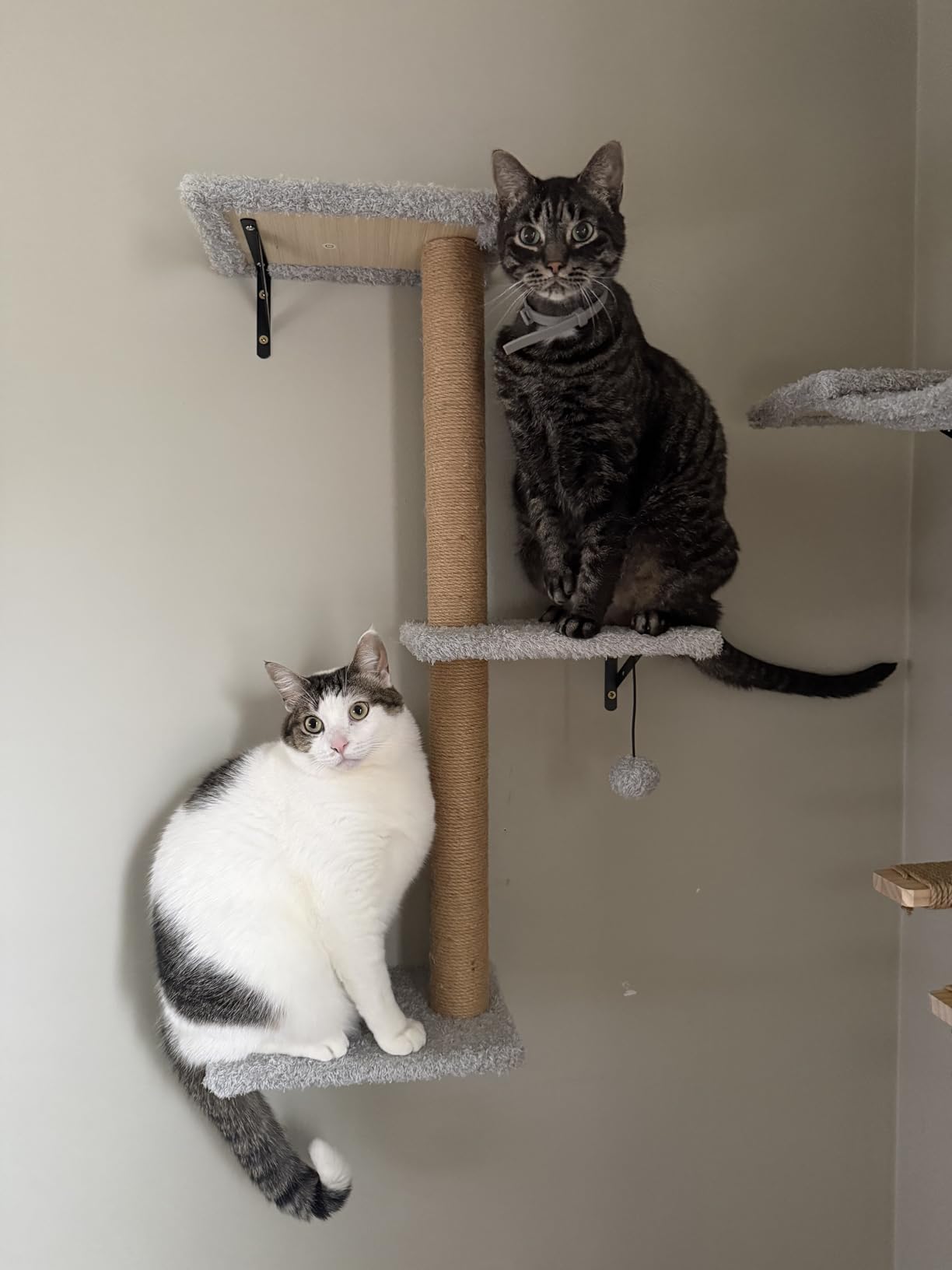 5-in-1 Cat Wall Shelves for Indoor Cats, Wall Mounted Cat Furniture with Bed, Cave, Scratching Post & Perch, Multi-Level Cat Climbing Wall, Space Saving Floating Cat Shelves (Natural Wood Darkgrey) customer photo 1