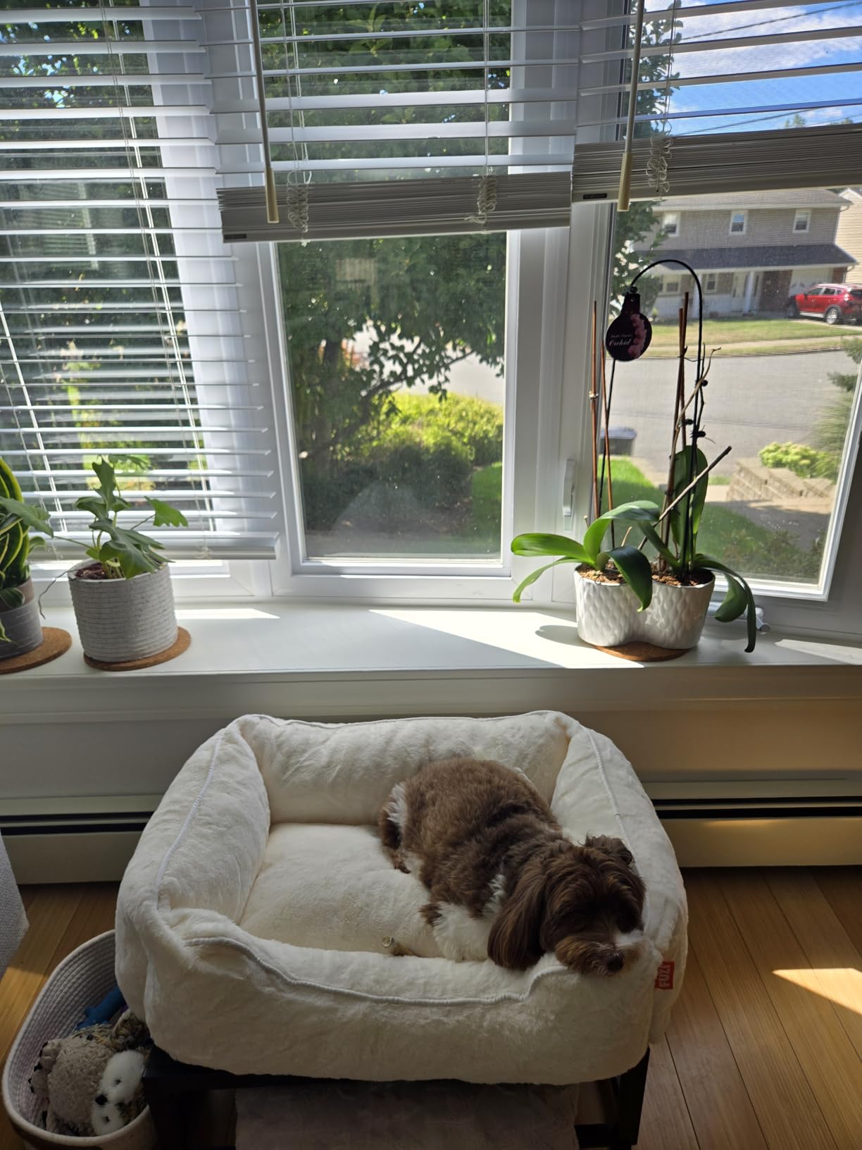 FÜZI Elevated Performance Fabric Dog Bed, Extra Large Luxury Pet Bed, Elevated Large Sized Dog, Removable and Washable Cover, Pet Cot Extra Large 45x30x18, Pale Grey On Black Metal Base customer photo 1