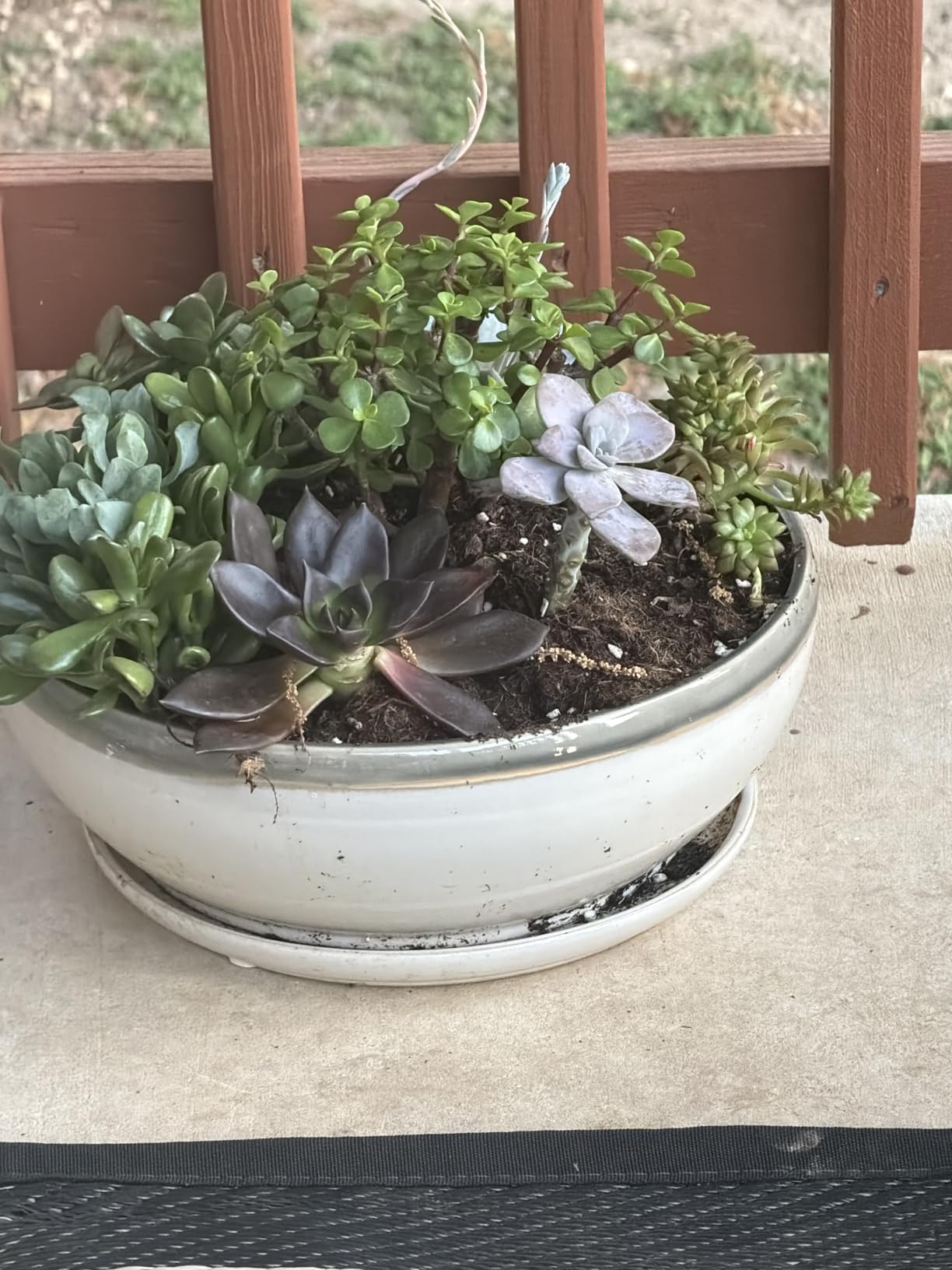 SQOWL Bonsai Tree Pots - 10 Inch Ceramic Succulent Pots, Round Shallow Planter with Drainage Hole and Tray, Bowl Planter for Indoor Outdoor Plants Flowers, Room Decor, Garden Gifts, Beige customer photo 1