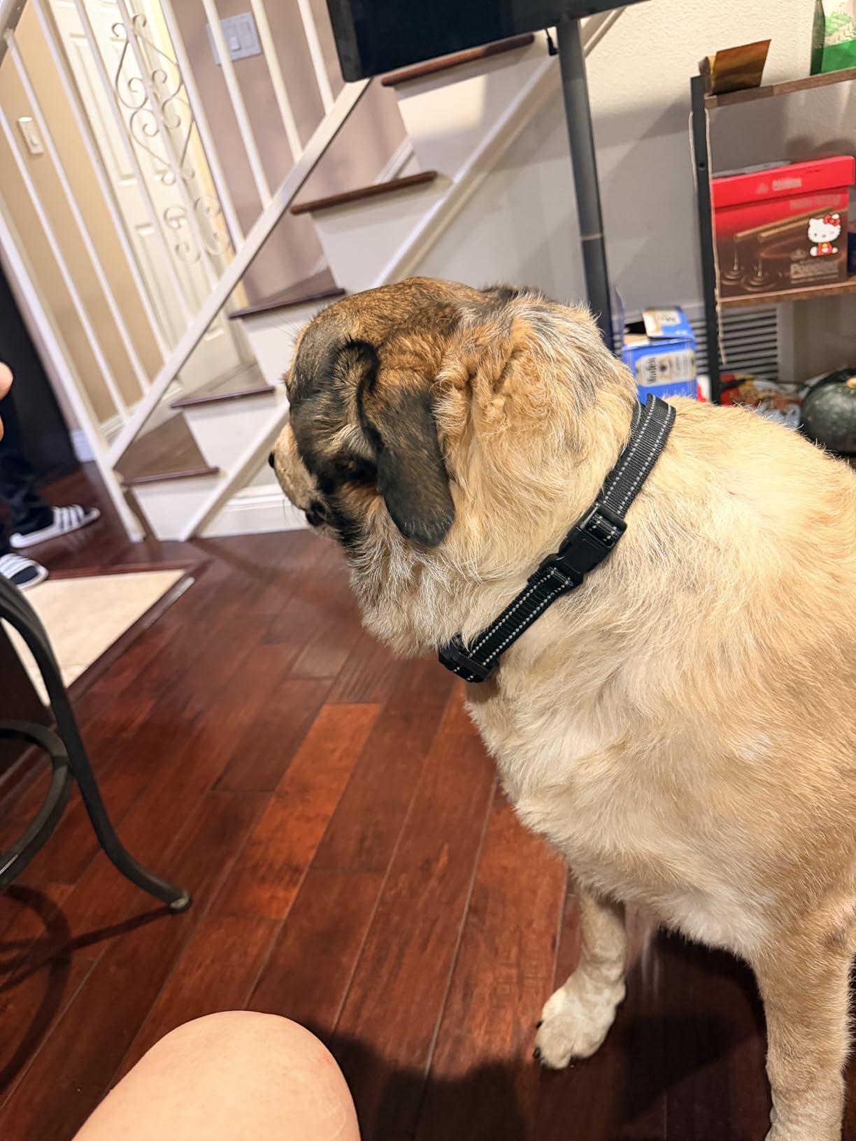Completely Off-Grid 3-in-1 GPS Dog Fence with Real-Time Tracking: No Subscription, App-Free, Self-contained, Dual-GPS, Training Collar, Customizable Boundary with Four Progressive Alerts customer photo 3